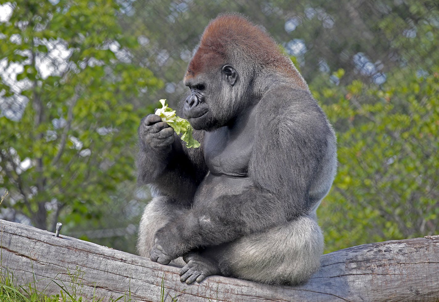 A gorilla ate lettuce as Harpist Terri Tacheny played music nearby in the primate facility at the Como Zoo, Wednesday, August 27, 2014 in St. Paul, MN. ] (ELIZABETH FLORES/STAR TRIBUNE) ELIZABETH FLORES &#x2022; eflores@startribune.com