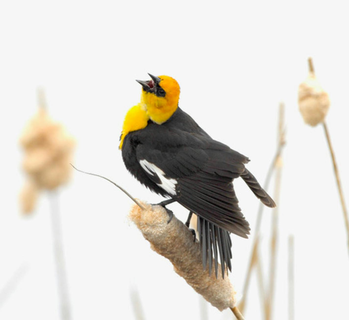 A yellow-headed blackbird. Photo by Jim Williams