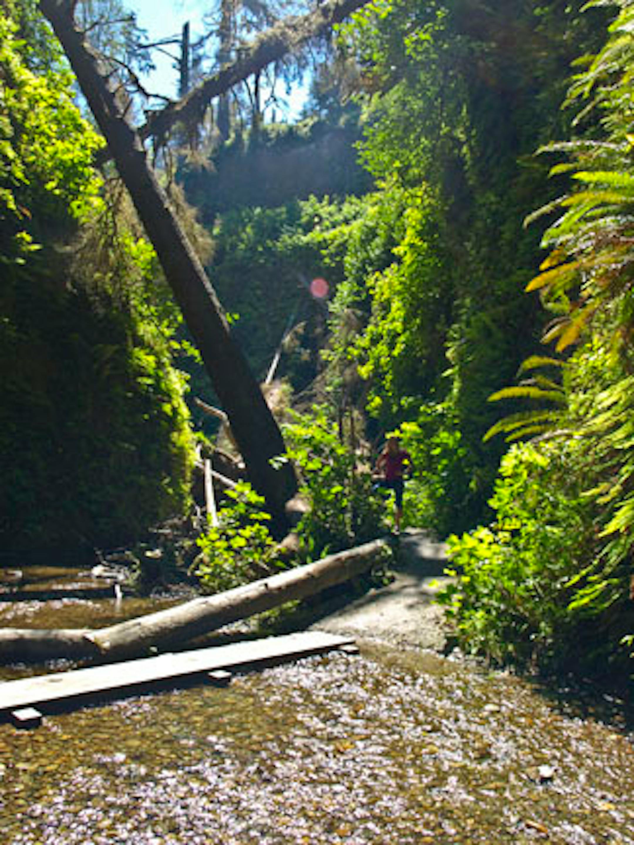We were waiting for a dinosaur to jump out while at Fern Canyon