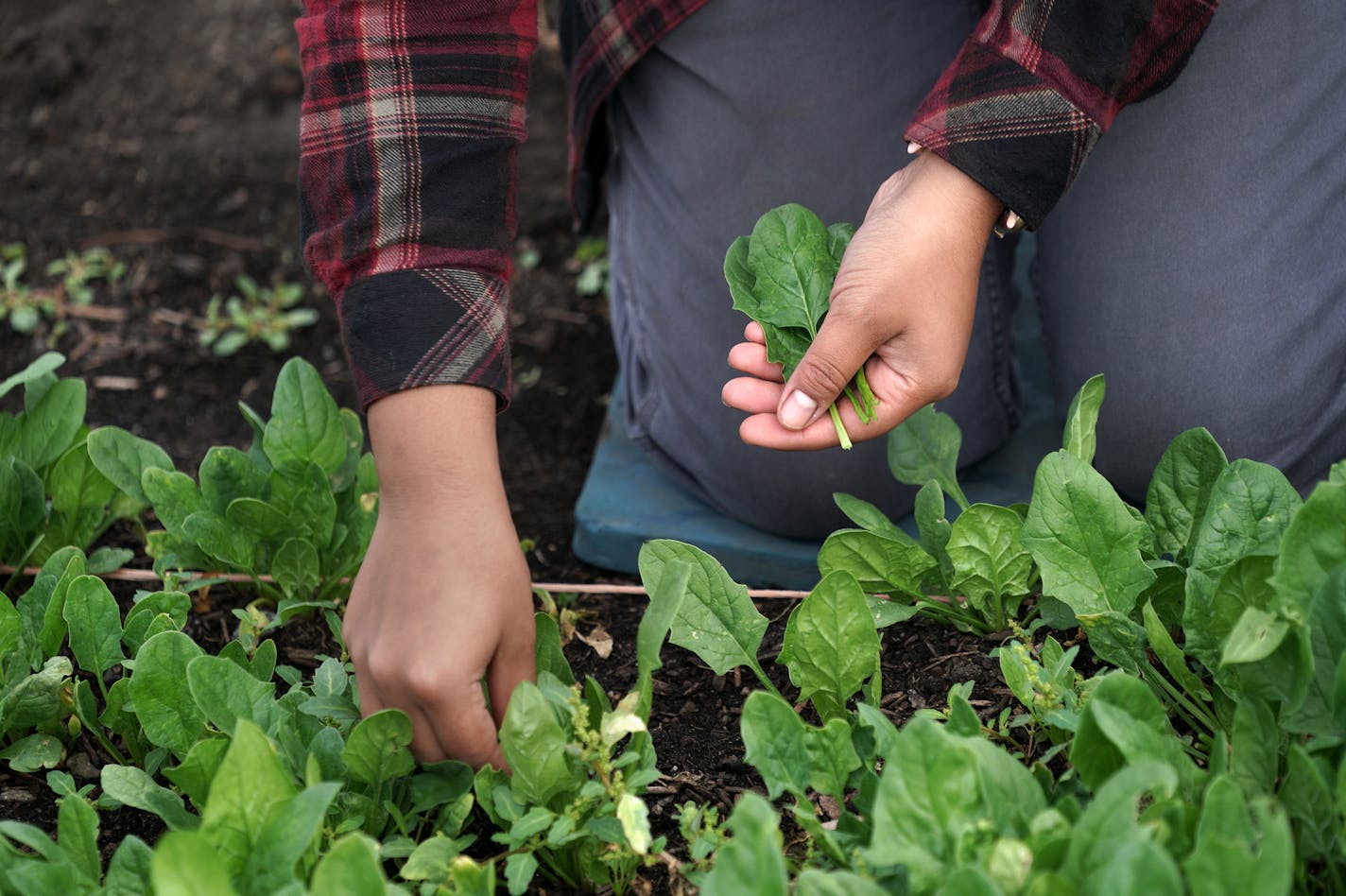 The Minnesota Arboretum has been holding an academic farming class for people who want to go into farming. Students are a diverse group in terms of ages, goals, etc. Here, students Nikita Manavi picks spinach in the Arboretum vegetable garden. brian.peterson@startribune.com Chaska, MN Tuesday, September 29, 2020