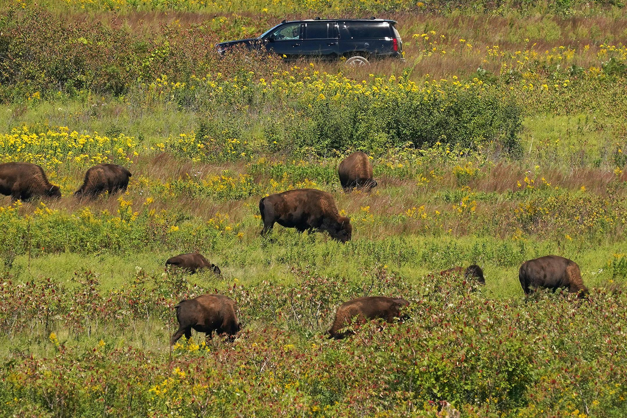 Park guests drove by as bison roamed the prairie Thursday at Minneopa State Park in Mankato.