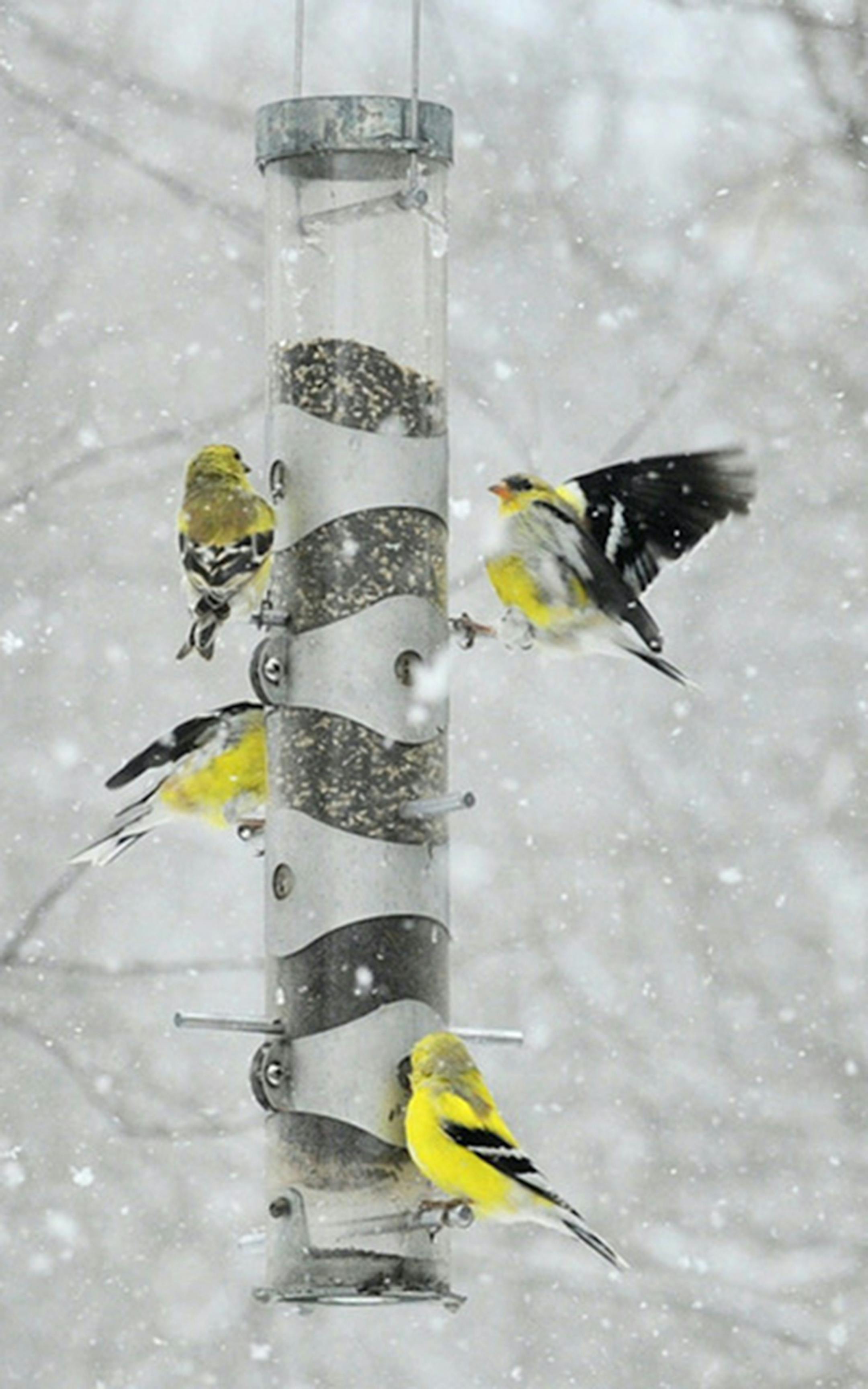 Nyger and chips attract goldfinches.Jim Williams