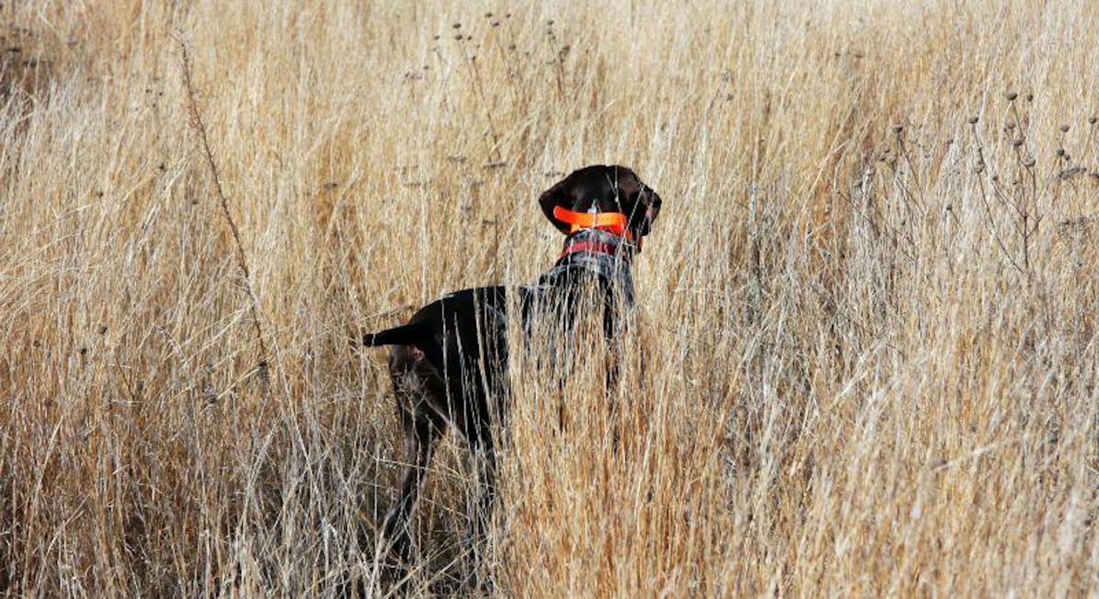 Most of the time, a point like this from the author's pup leads to a rooster, but on three occasions in the last two years it's resulted in a skunking