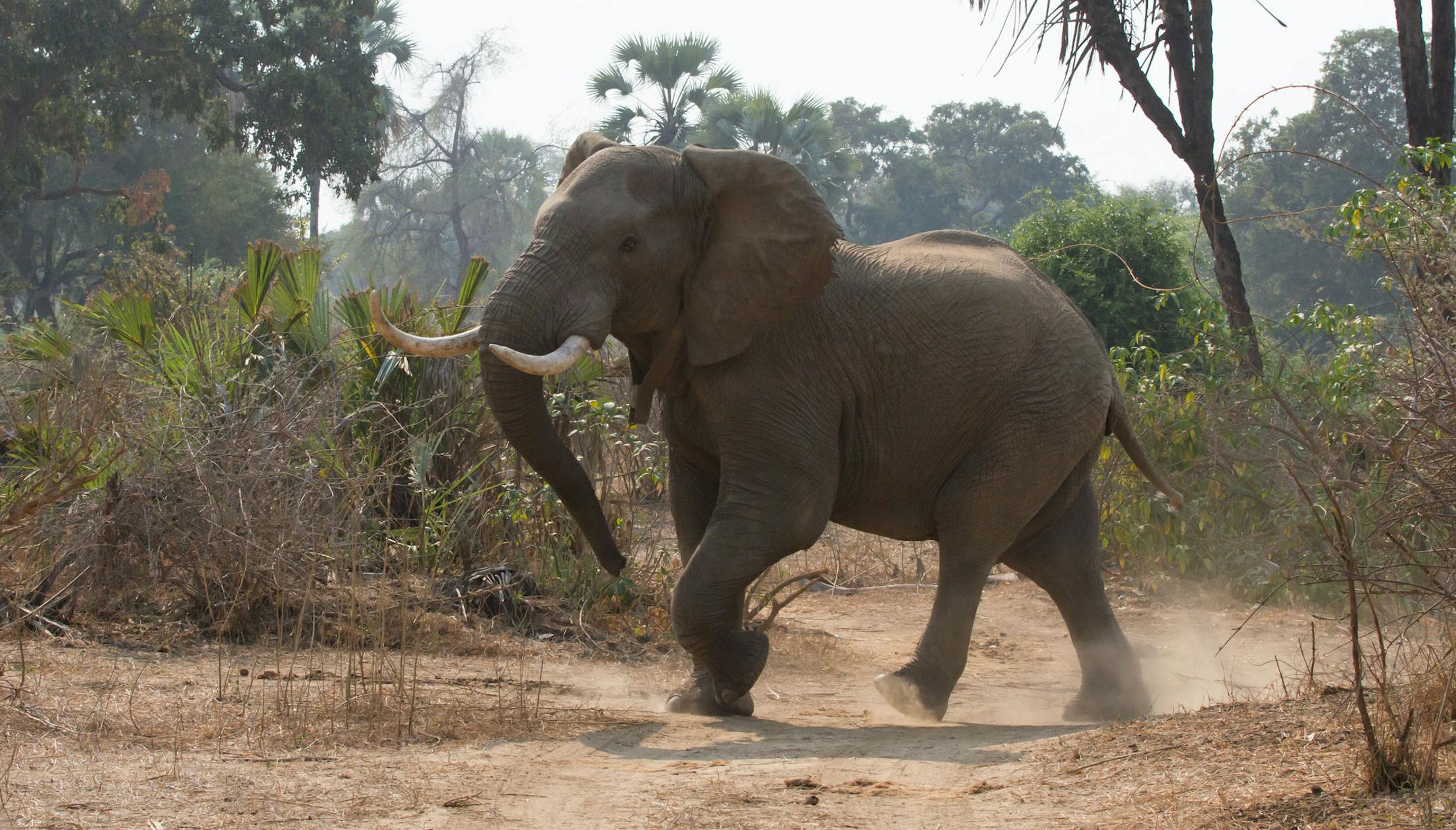 An elephant is seen in the Gonarezhou National Park, southeast Zimbabwe, on September 2, 2015. Situated in southeastern Zimbabwe, the 5,000 sq km Gonarezhou National Park is the second largest national park in the country, and forms part of one of the world's largest conservation areas -- the Greater Limpopo Transfrontier Park, with the Kruger National Park of South Africa to the south and the Limpopo National Park of Mozambique to the southeast. Gonarezhou, which is translated as "the place of