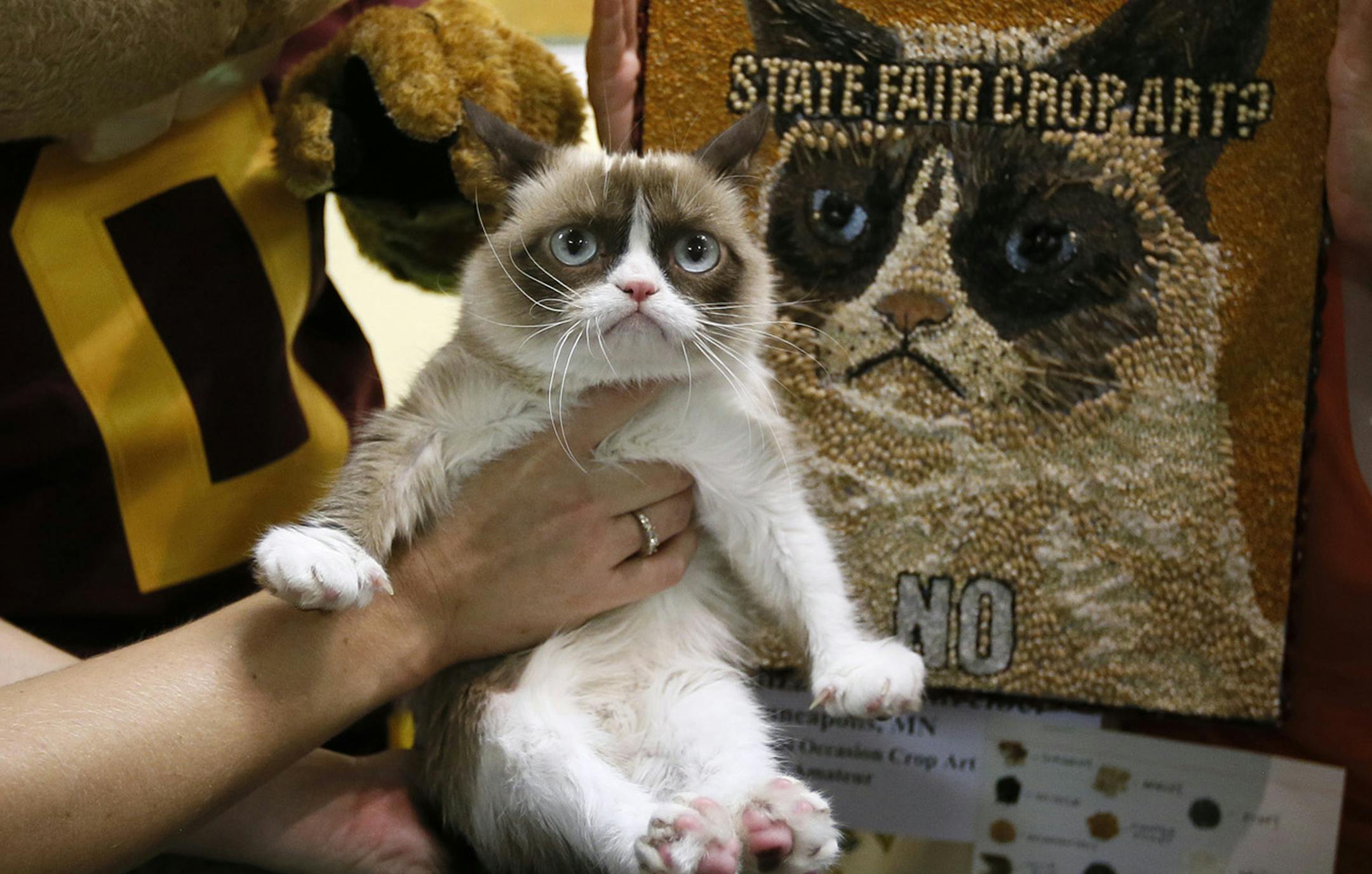 Grumpy Cat in front of his art at the Minnesota State FairWednesday Aug 28 ,2013 in Falcon Heights , MN. ] JERRY HOLT &#x201a;&#xc4;&#xf6;&#x221a;&#xd1;&#xac;&#xa2; jerry.holt@startribune.com ORG XMIT: MIN1308281445167933