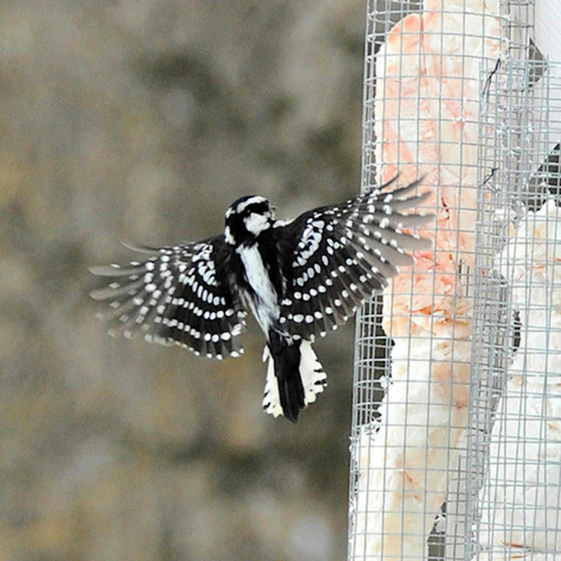 A female downy woodpecker lands on a suet feeder.