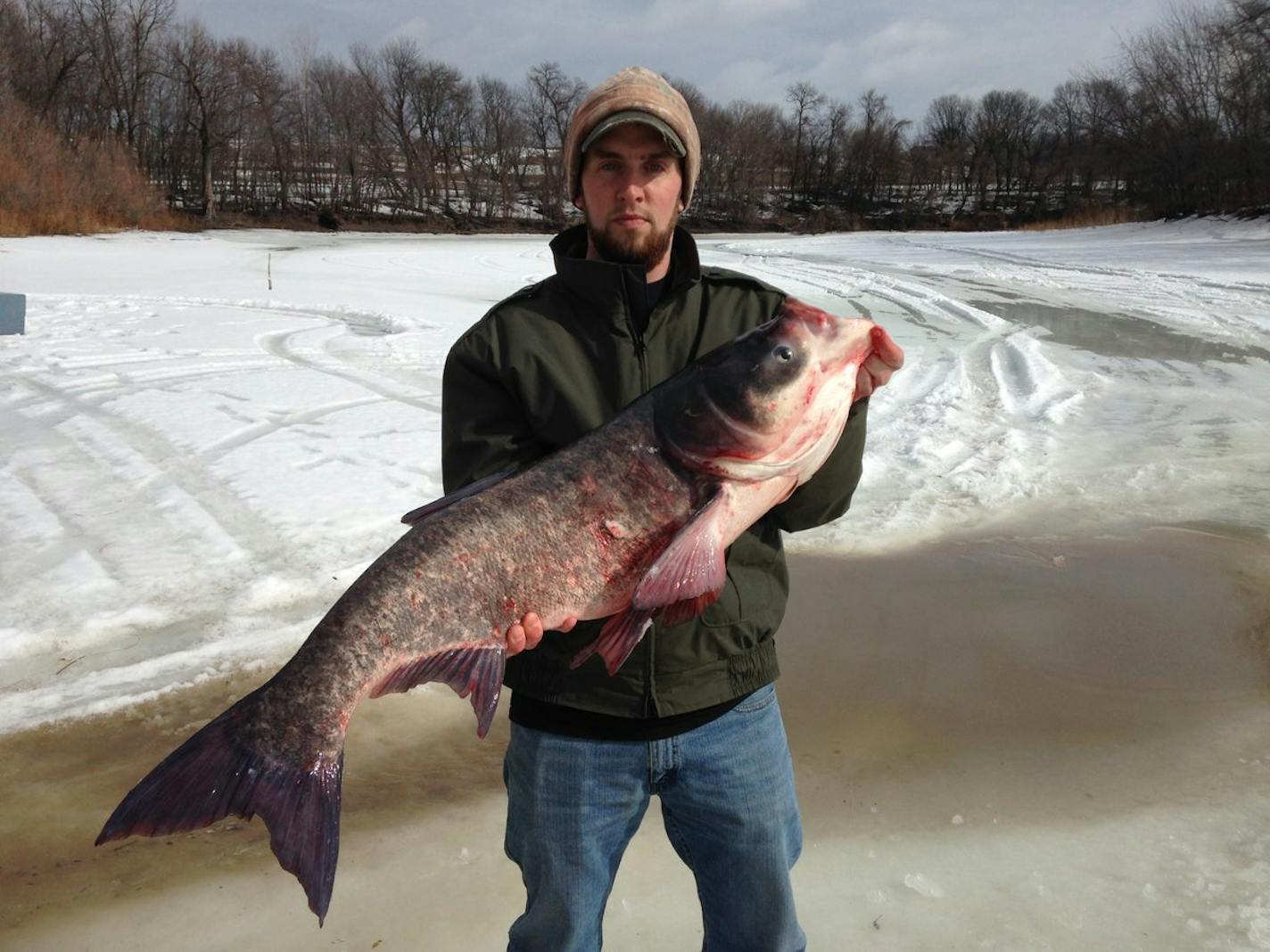 Tony Sindt, Minnesota River Specialist, DNR, holding a bighead carp caught February 2016 on the Minnesota River.