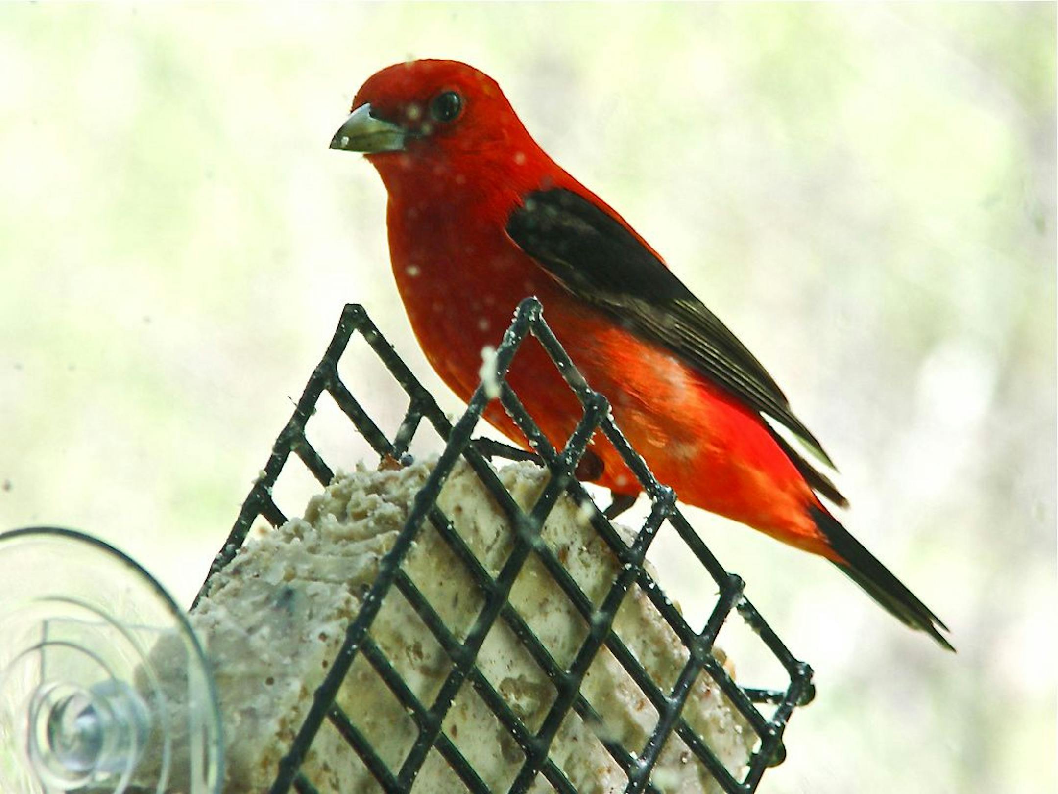Scarlet tanagers eat a diverse palette of insects and some fruit throughout the year, but when these are scarce, in early spring, an adventurous bird may try some suet.