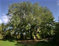 The original St. Croix elm tree near Afton. It's one of the newer varieties that are resistant to Dutch elm disease. Others include Princeton, New Har