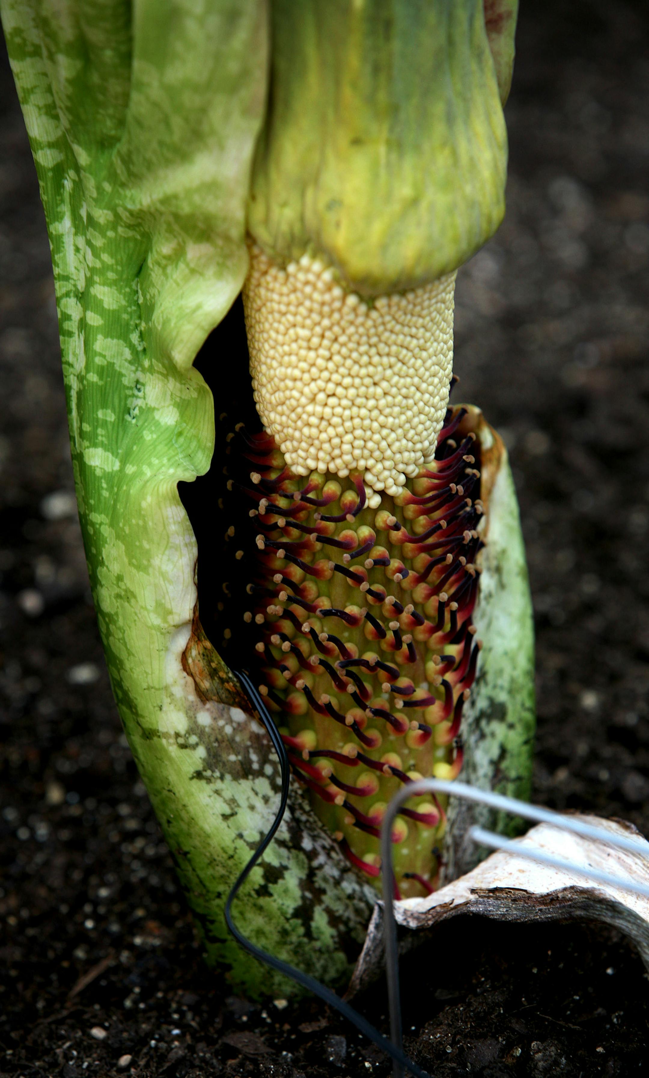 The corpse flower only blooms every 15 years and makes a lasting, fetid impression when it does.