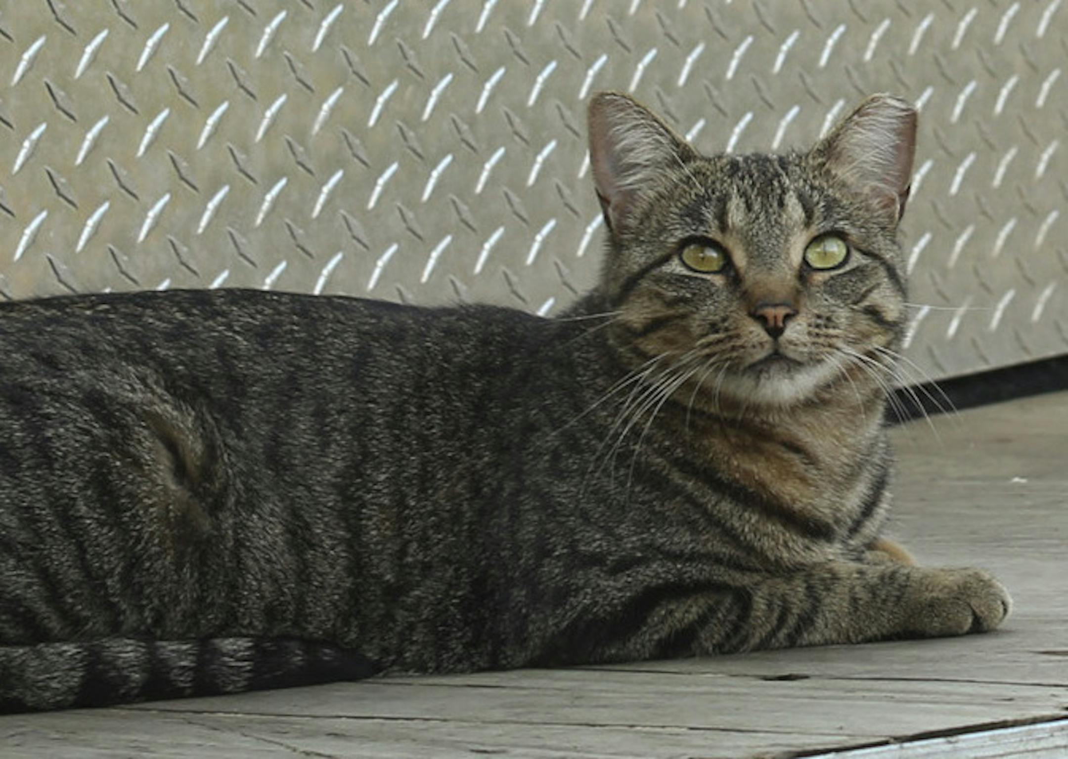 A committee of the Minneapolis City Council voted 5-0 Wednesday afternoon, September 11, 2013 to recommend a new law that in essence licenses the care and feeding of feral cats. Annette and Doug Edge of North St. Paul manage a feral cat colony of 14 felines in their backyard. They both offered testimony at the city council meeting in support of the measure. The Edges with two of their colony of 14 feral cats that they allow to live in their backyard.