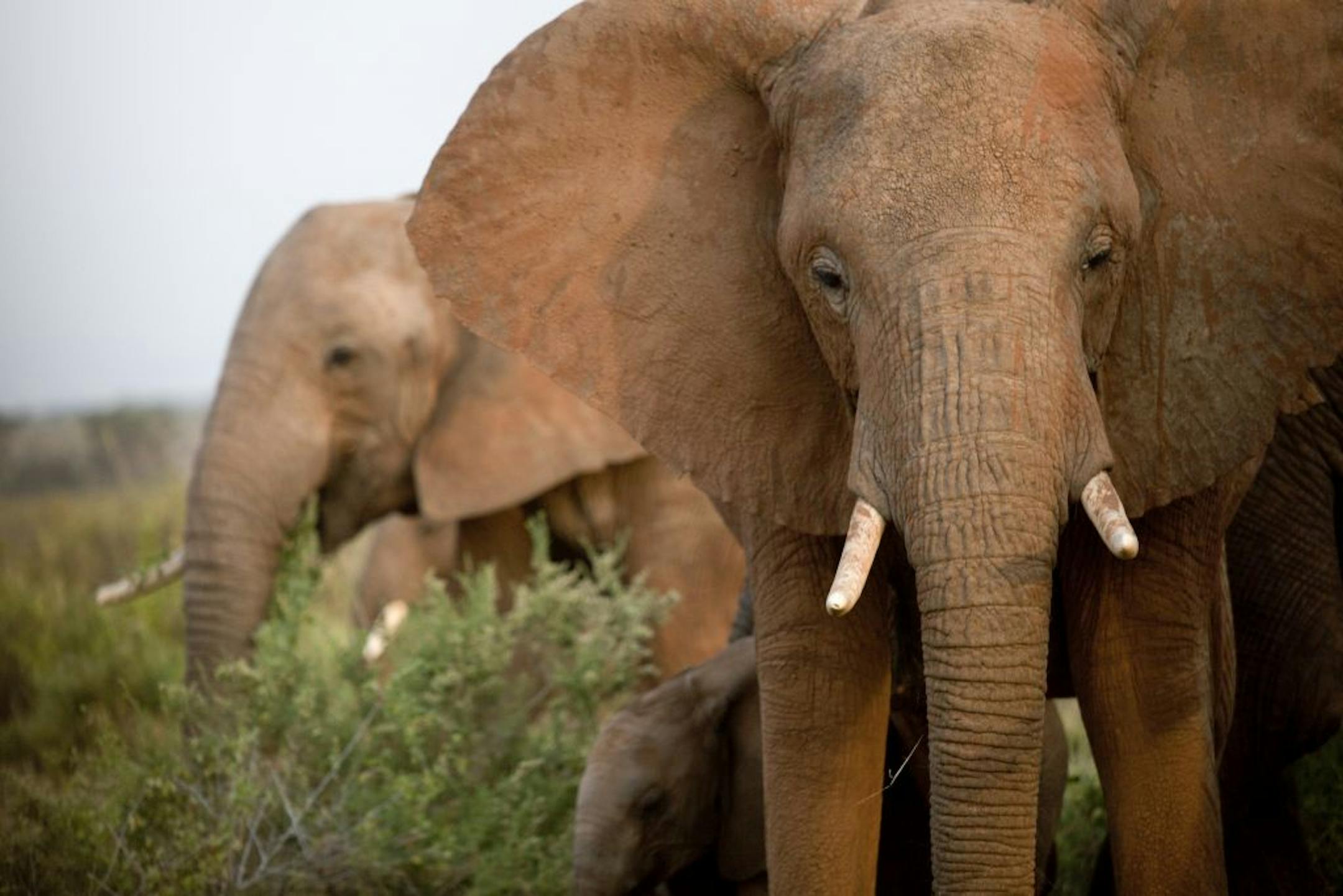 Elephants in the Samburu reserve in Kenya, June 14, 2012. In Kenya, people are so eager to protect their wildlife - and the tourism dollars that safaris bring - that civilians are risking their lives to confront poaching gangs.