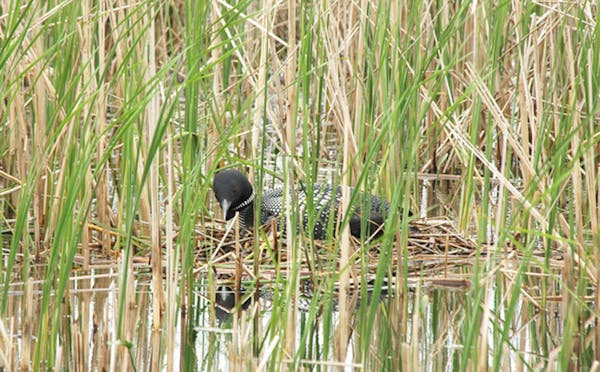 A loon sits on its lakeside nest. Jim Williams photo