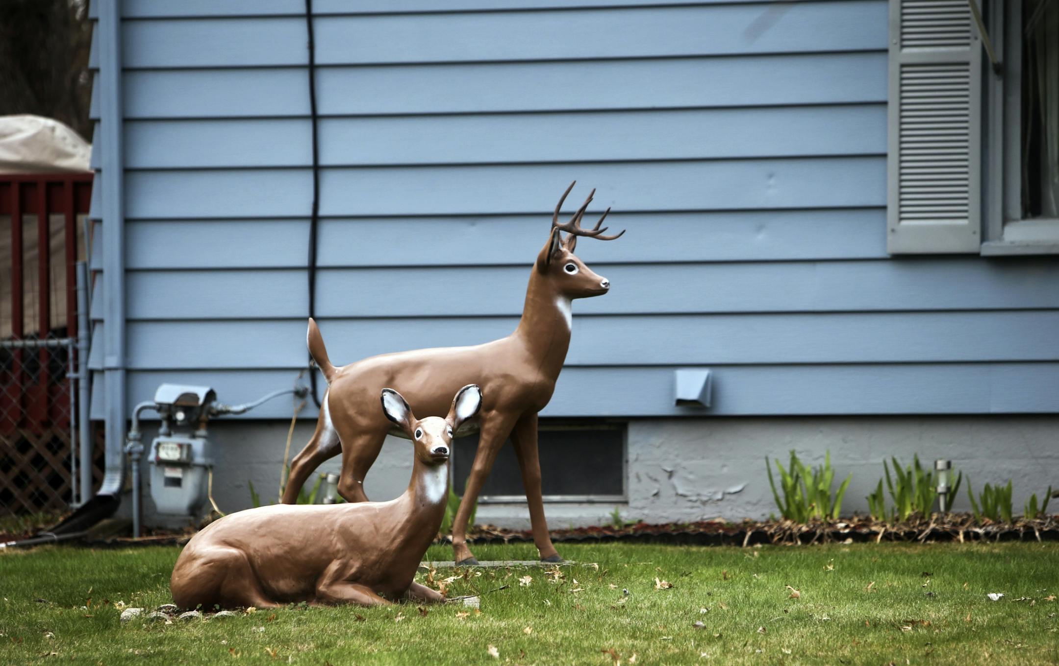 An ongoing dispute between neighbors over feeding deer erupted in gunfire Monday night in New Brighton. One man is dead, another victim is hospitalize. Here,concrete deer lawn ornaments sit in the yard of the victim Tuesday, May 6, In New Brighton, MN.