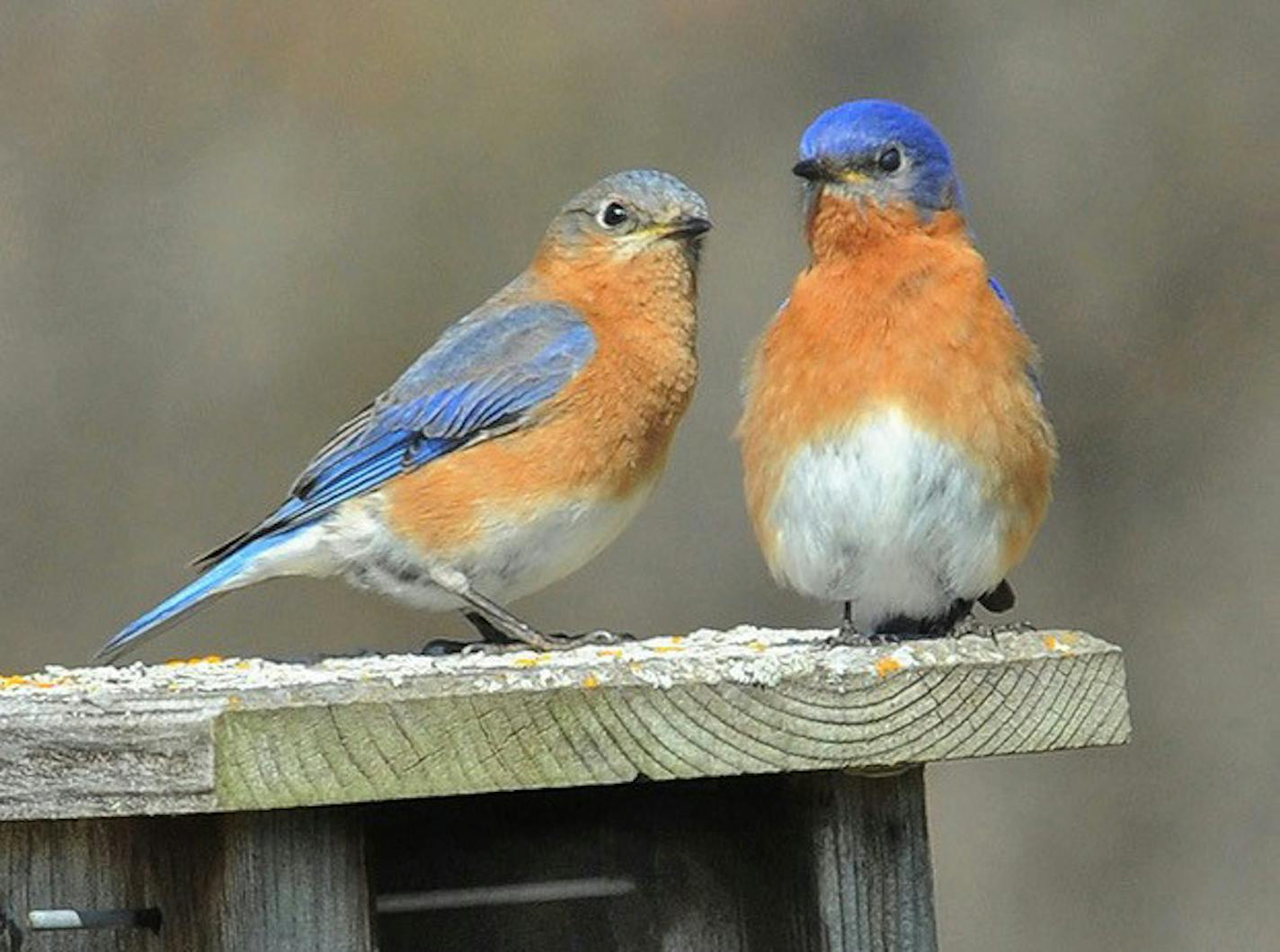 Caption: Photo by Jim Williams
Eastern bluebirds check out a nest box for possible occupancy next spring.