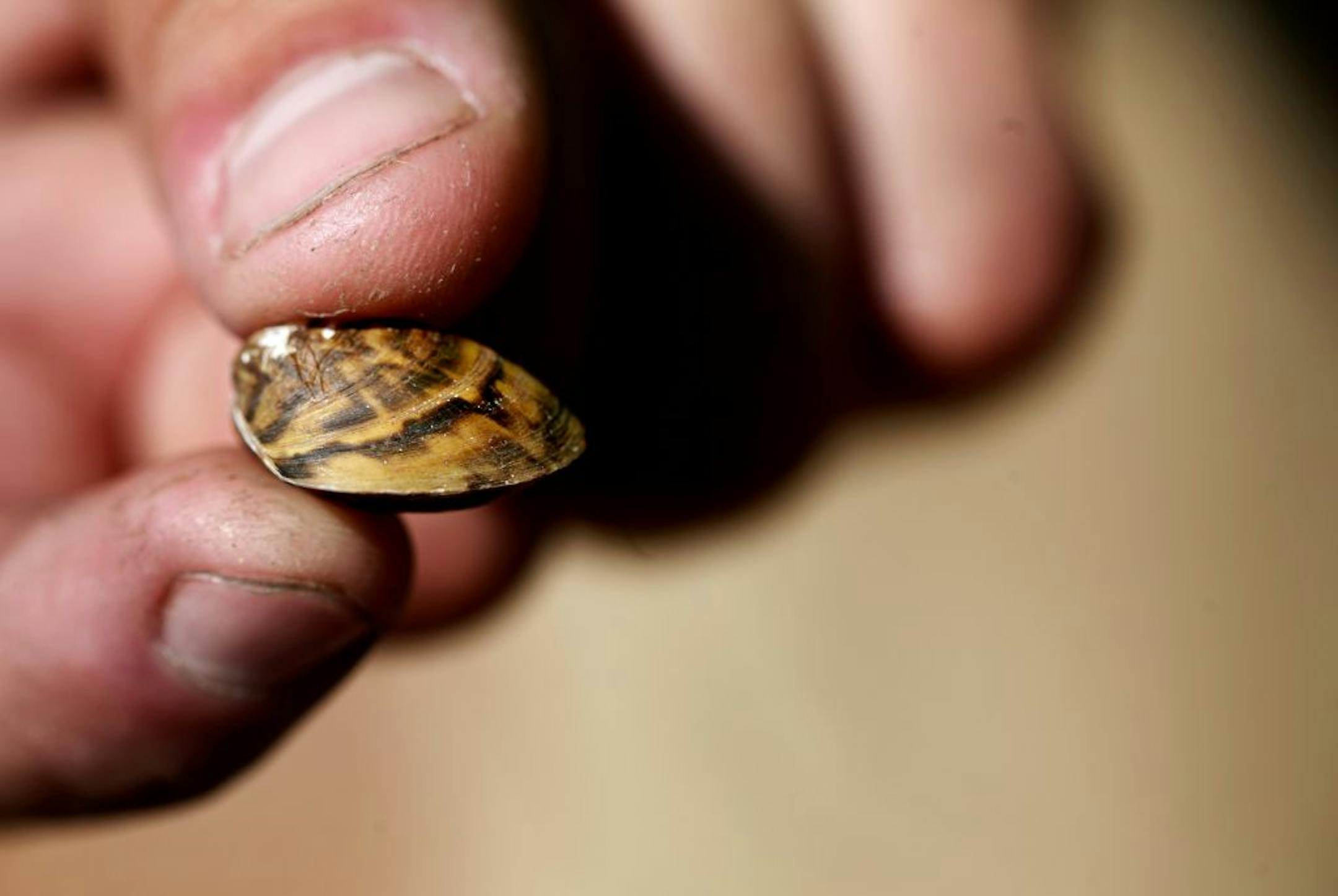 A Minnesota Department of Natural Resources representative holds a zebra mussel at the North Arm Public Boat Access in Orono.