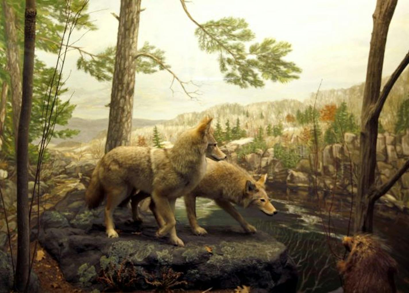 Coyotes diorama by Matthew Bakkom