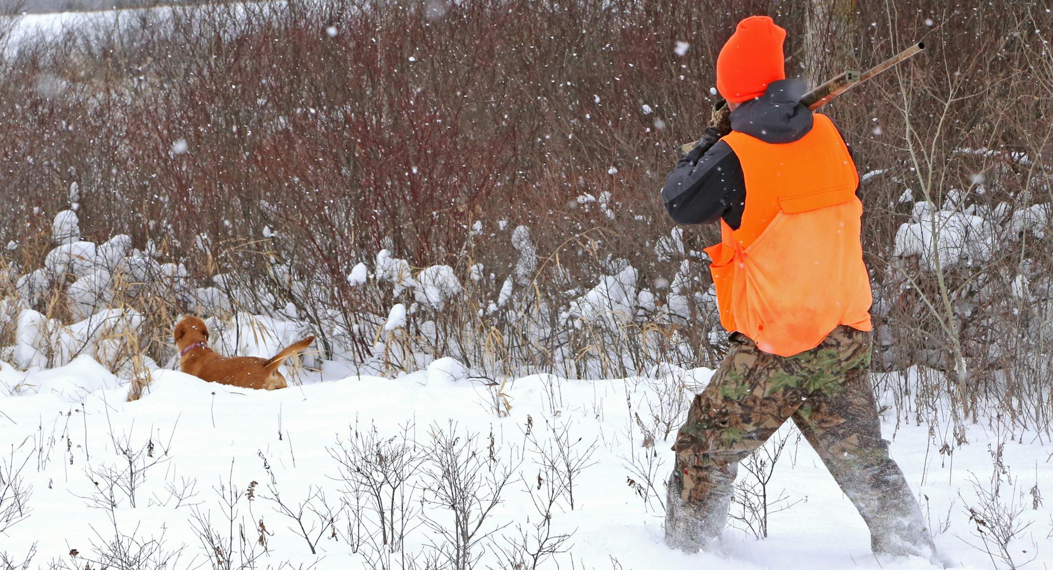 Thickets of willows are among the many landscape features at Wild Wings Hunt Club near Pine City, Minn., that seek to imitate coverts encountered while wild bird hunting.