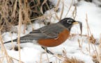 Winter robins eating minnows again