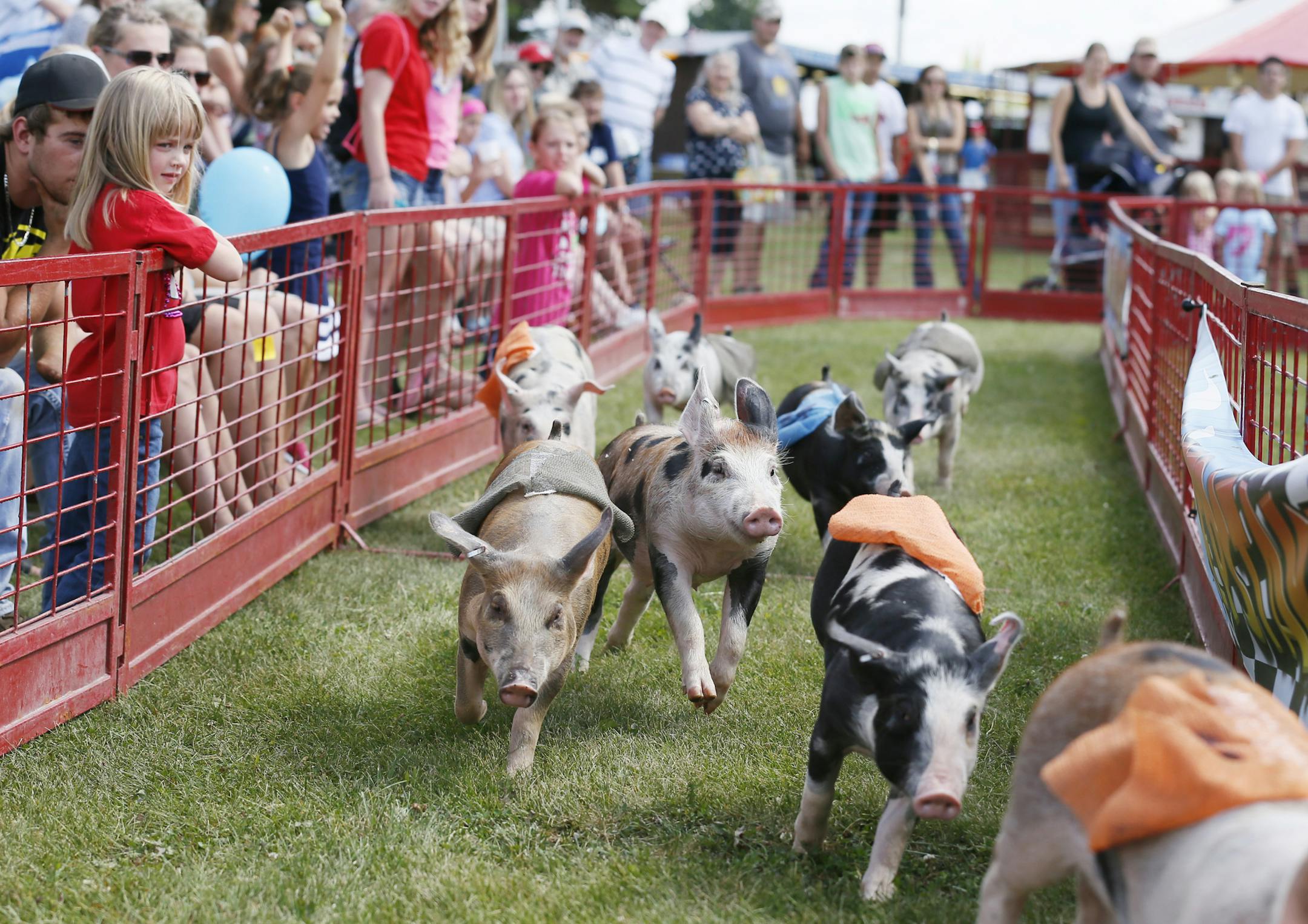 Pigs ran in the Swinetime pig race for a cookie during the 142nd annual Washington County fair in Baytown MN. July 30,2013.] JERRY HOLT ‚Ä¢ jerry.holt@startribune.com