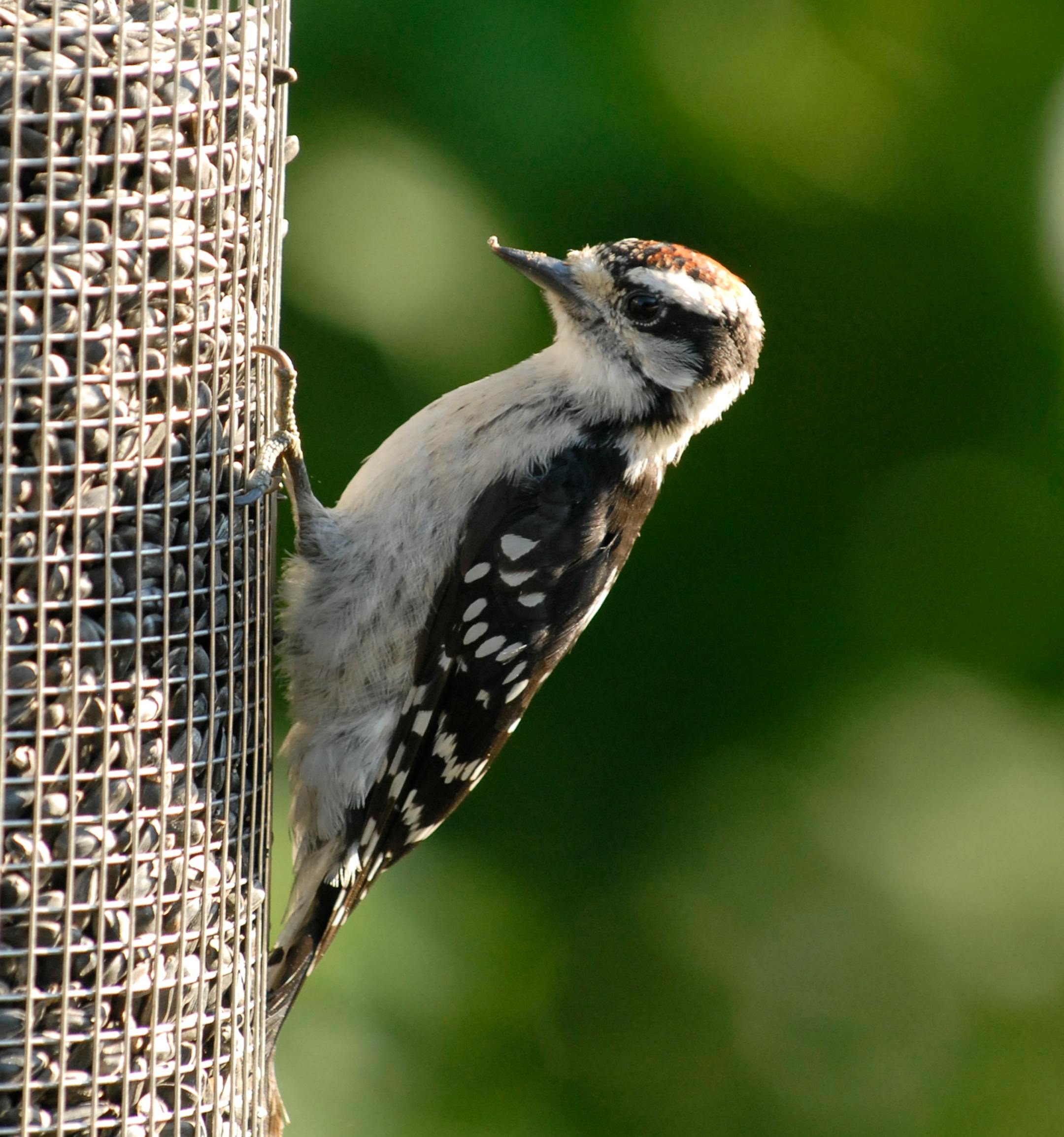 Downy woodpecker, male