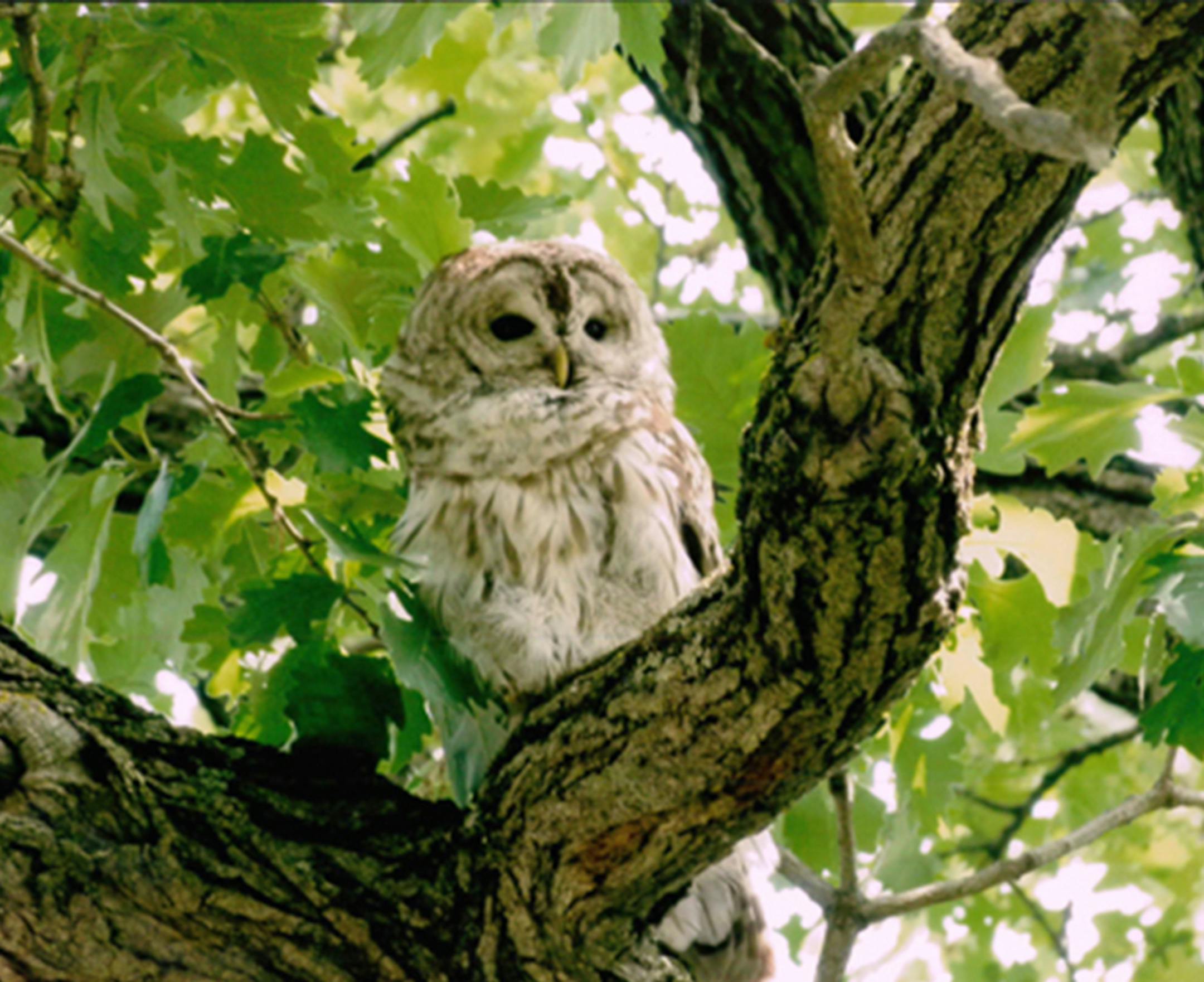 CUTLINE FOR PHOTO CONTEST Esther Warkentin, photo submitted to Coon Rapids Arts Commission Photo Contest A WINNING POSE ‚ÄúWisdom Resting,‚Äù a photo by Esther Warkentin, took first place in this year‚Äôs Coon Rapids Arts Commission Photo Contest. The photo was taken near 1700 99th Av. NW. The contest for amateur photographers took place from July 7 through Sept, with a requirement that all photos be taken in Coon Rapids. Entries were reviewed b