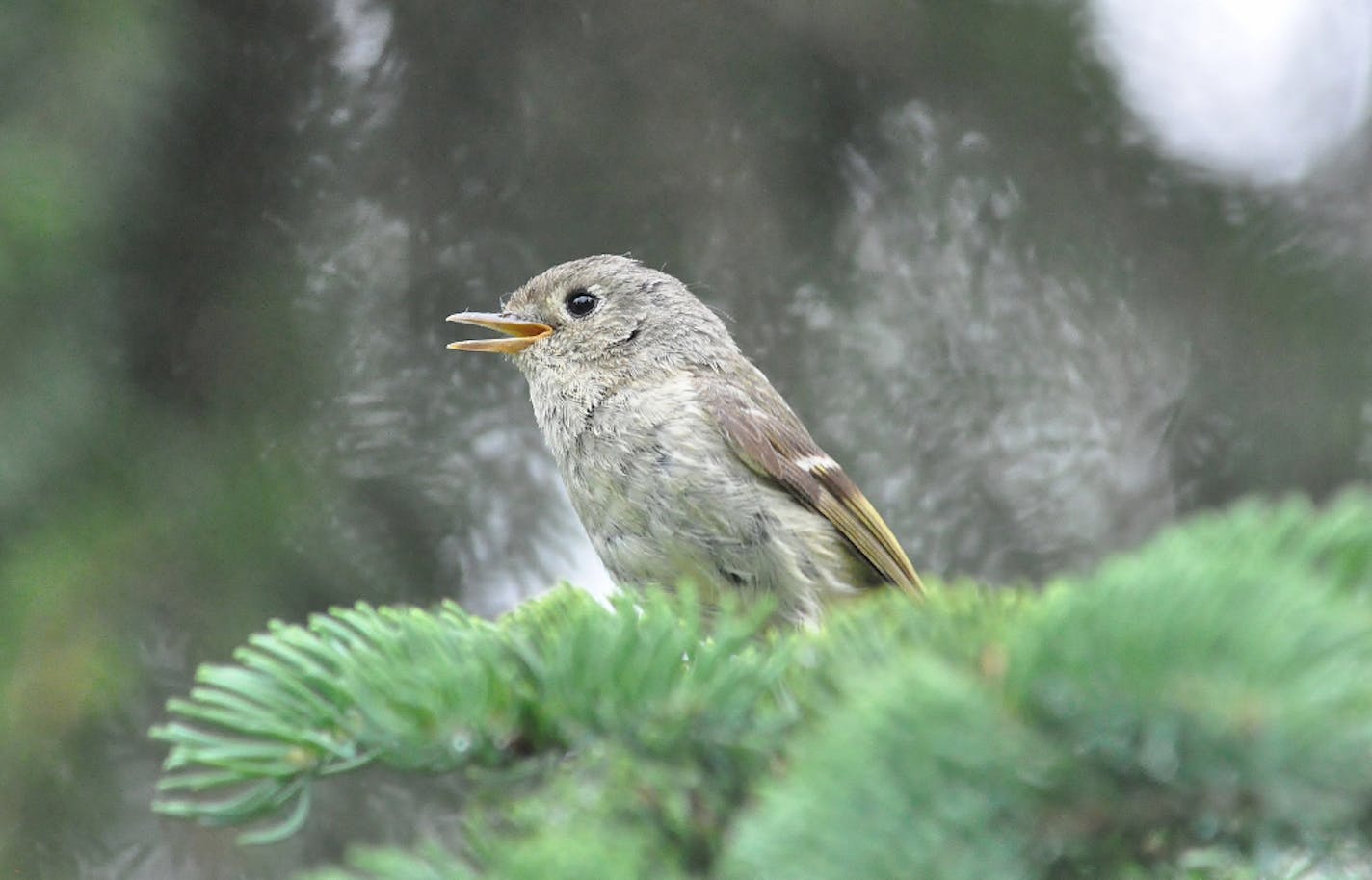 A ruby-crowned kinglet, gender unknown, sings away.