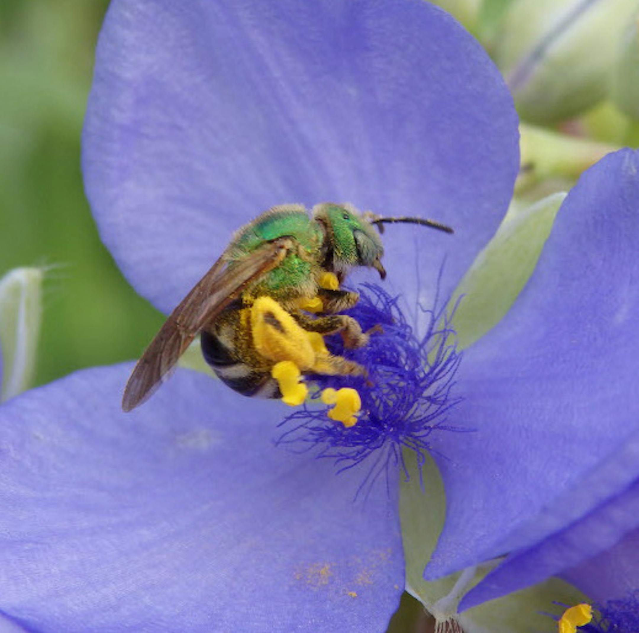 A green metallic sweat bee on spiderwart. Roadsides provide critical habitat for bees and other pollinators. ORG XMIT: MIN1409171716172495