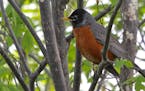 #1&#xf3;A robin has just called softly from deep inside a bush, and now is keeping a wary eye on a perched hawk. Photo by Don Severson * Special to th