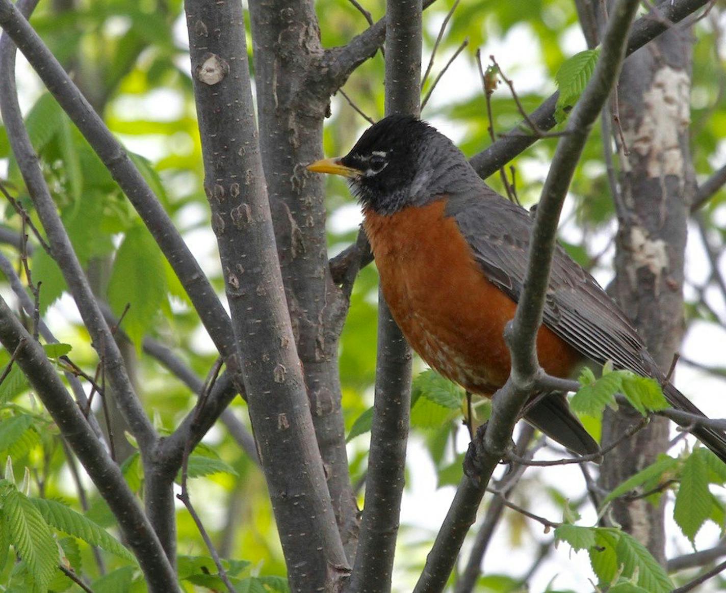 #1&#xf3;A robin has just called softly from deep inside a bush, and now is keeping a wary eye on a perched hawk. Photo by Don Severson * Special to the Star Tribune