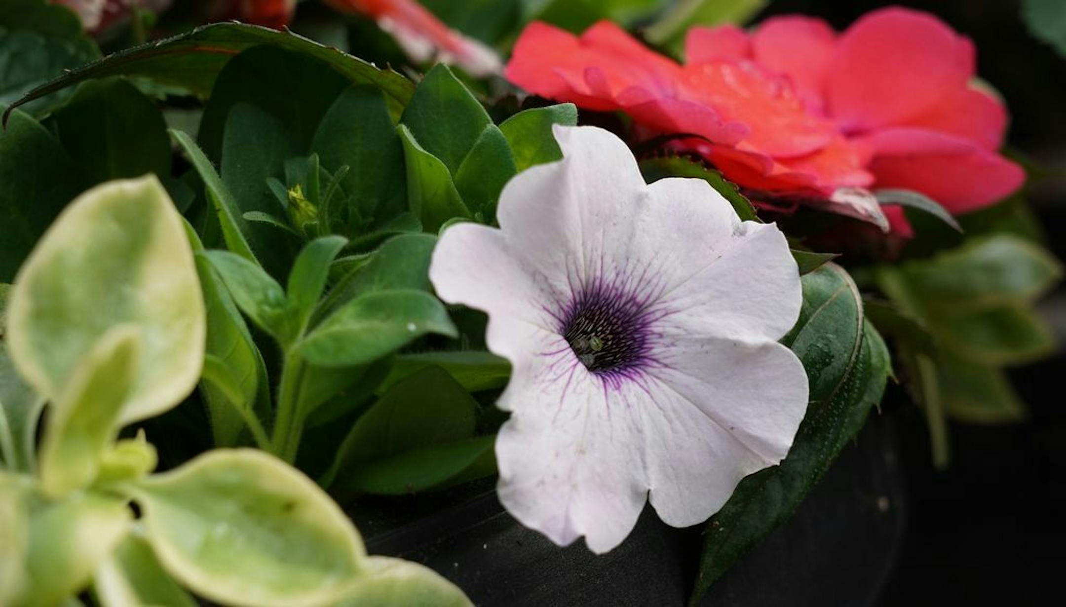 Tropical Getaway - Sunny container garden from Lynde Greenhouse & Nursery.