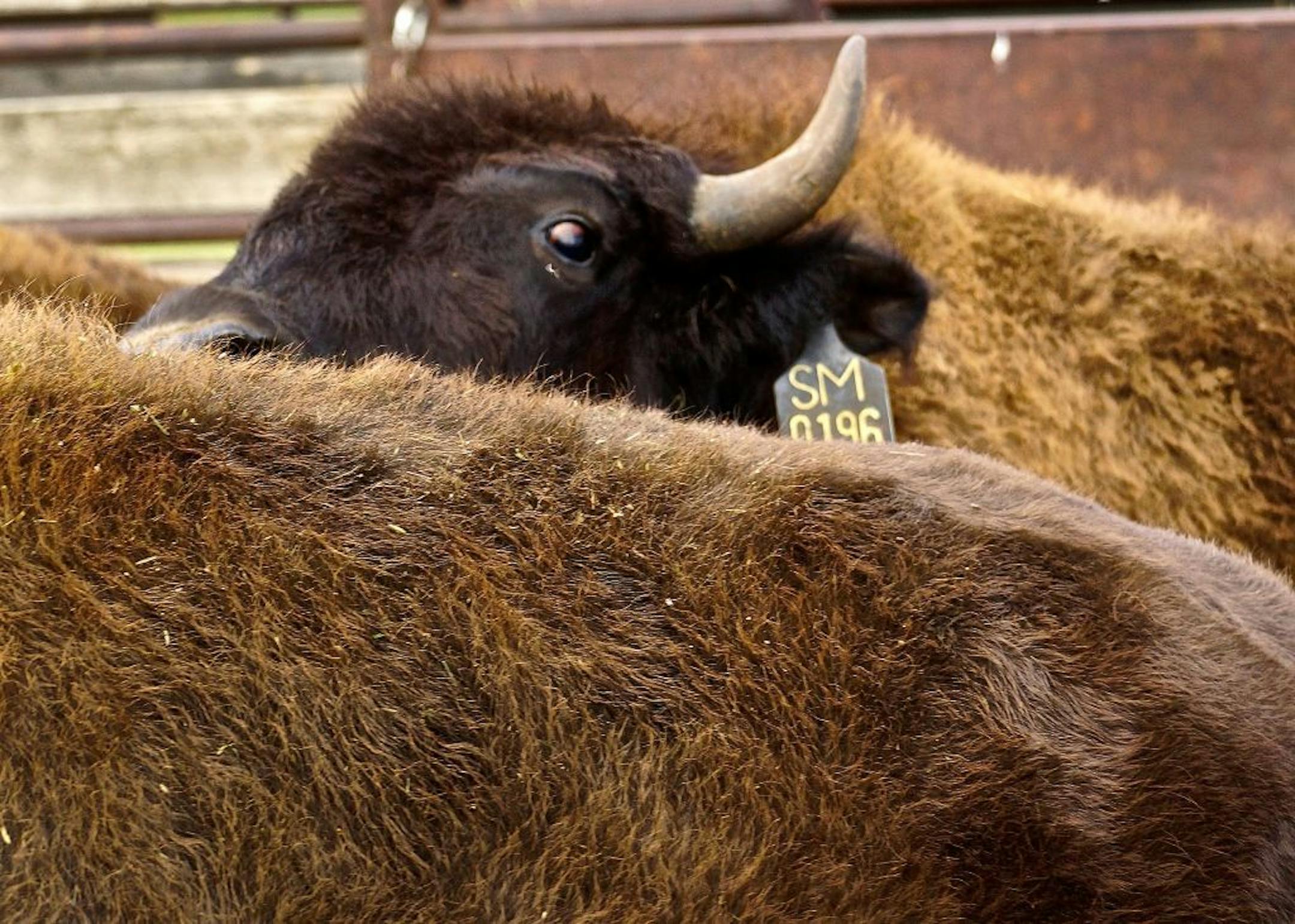 At Ted Turner�s Flying D Ranch in Montana, a watchful bull waited as other bison were rounded up in a corral.