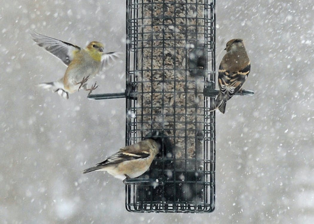 Goldfinches visit feeders all winter long.