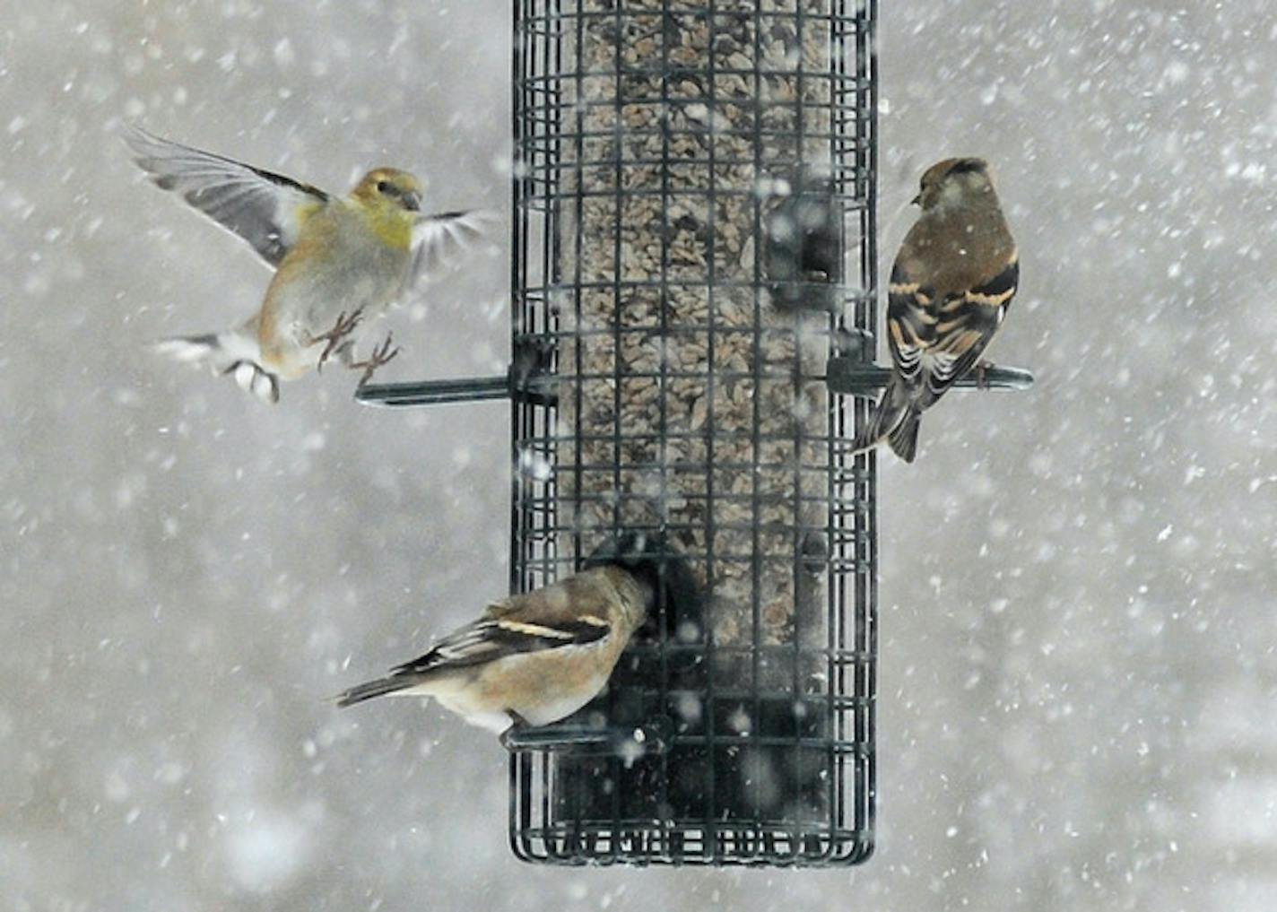 Goldfinches at a feeder in snow.