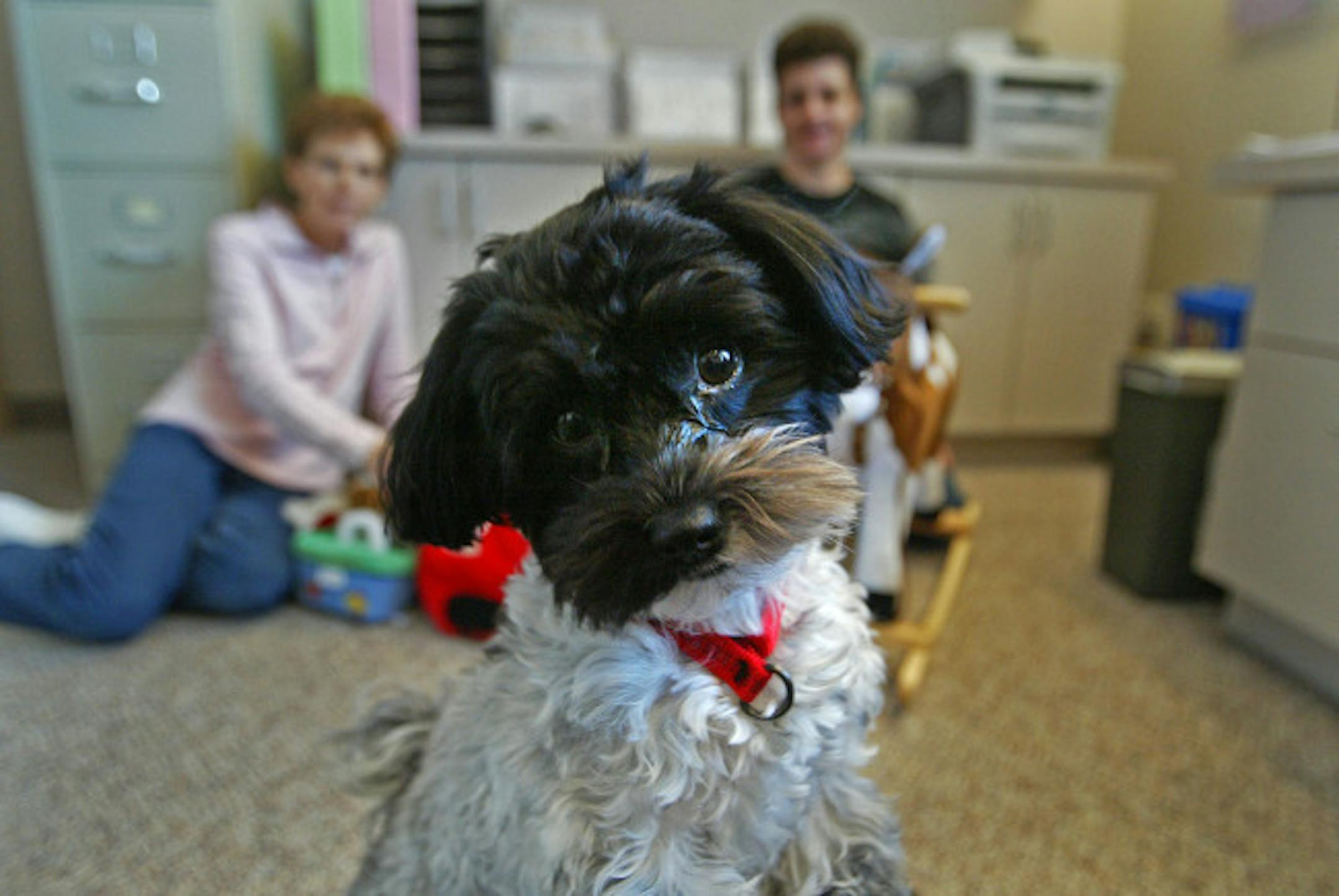 Sasha Goc Radivojevic, a Havanese puppy and National Pampered Pup contest finalist, stood guard near the front desk of Andrews Chiropratic before his two owners, Susan Brendemuhl, left, and Tracy Andrews.