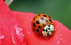 FILE - In this May 26, 2010 file photo, a Coccinellidae, more commonly known as a ladybug or ladybird beetle, rests on the petals of a rose in Portlan
