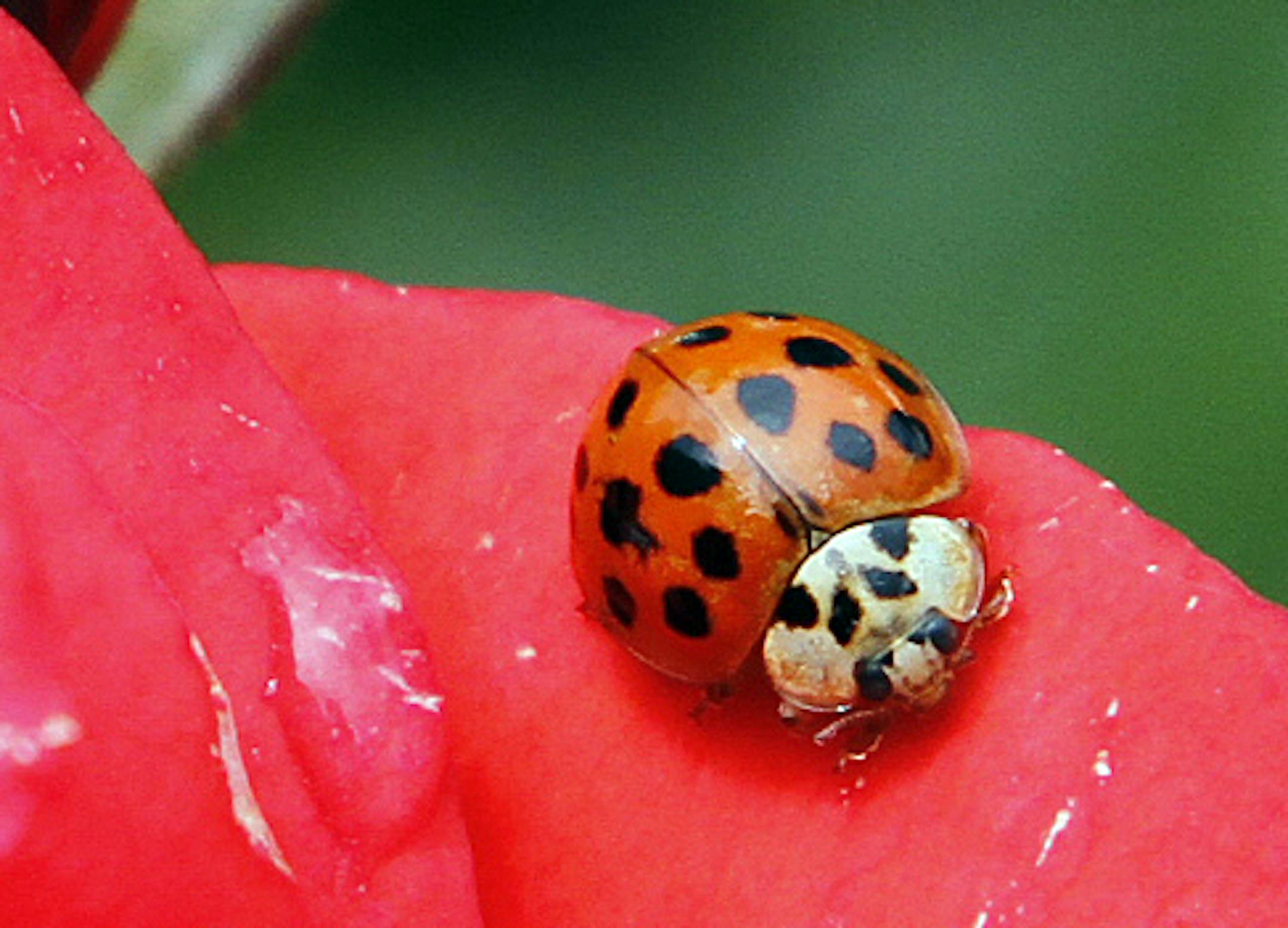 FILE - In this May 26, 2010 file photo, a Coccinellidae, more commonly known as a ladybug or ladybird beetle, rests on the petals of a rose in Portland, Ore. A study estimates a 14 percent decline in ladybugs in the United States and Canada from 1987 to 2006. (AP Photo/Don Ryan)