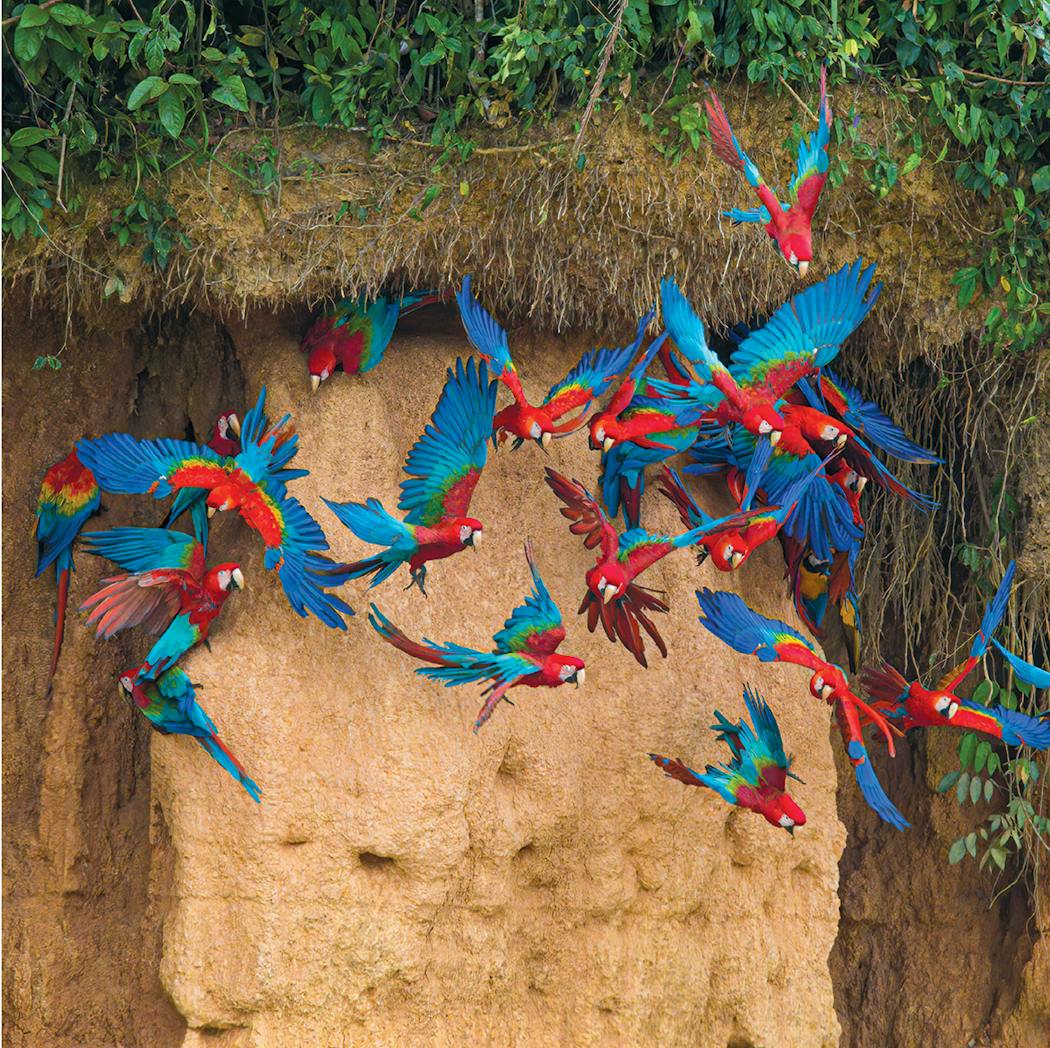 Macaws, from “100 Flying Birds: Photographing the Mechanics of Flight” by Peter Cavanaugh.