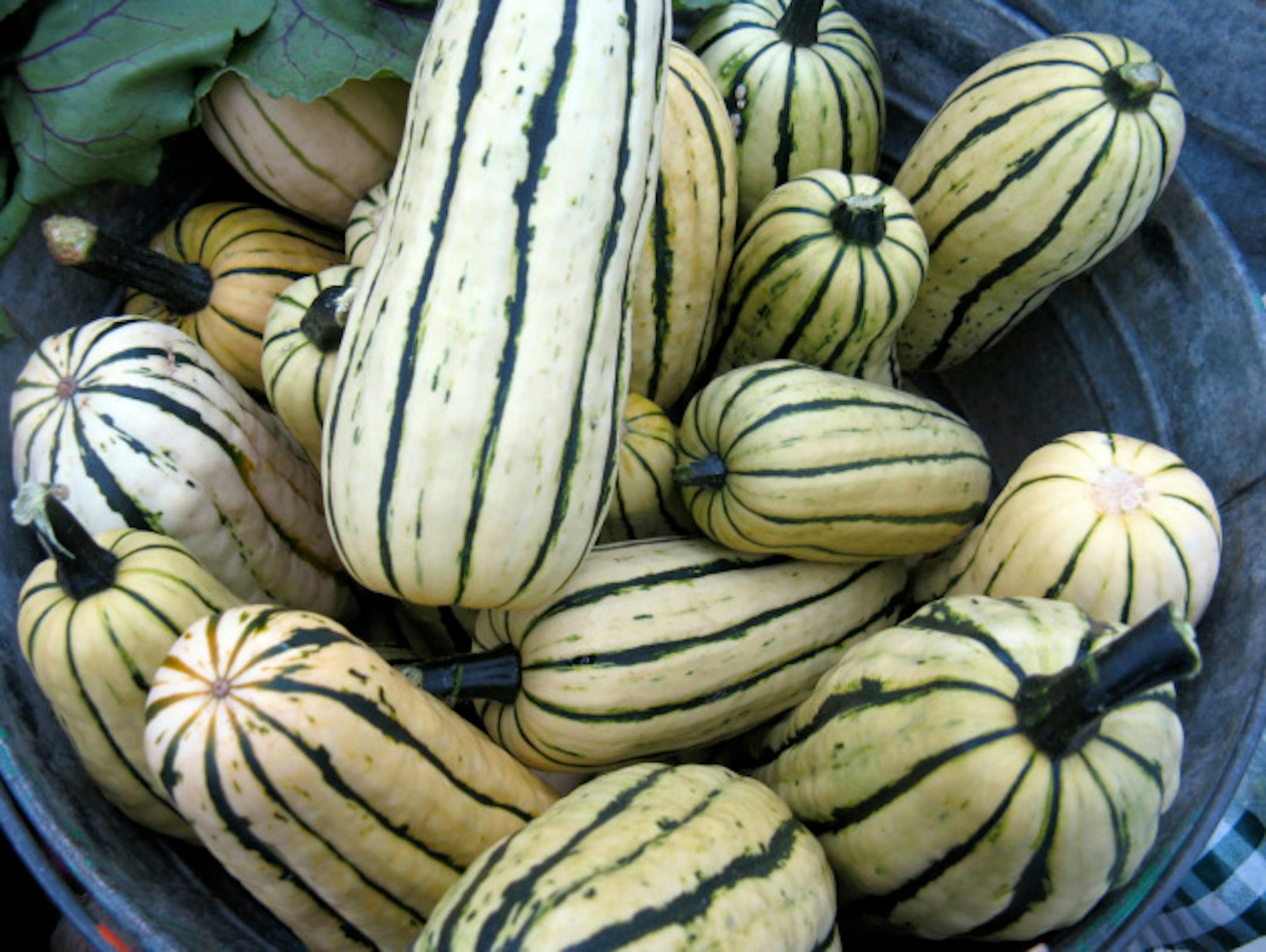 subject: Delicata squash from the Community Design Center of Minnesota at the Mill City Farmers Market date: 9/17/11 slug: market0922 Photog: Rick Nelson