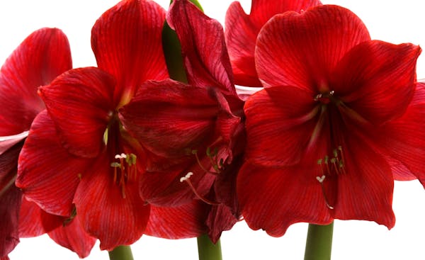 Joel Koyama/Star Tribune Deb's column will be about amaryllis care. She's provided a decent secondary photo, but we need a single, lovely image of an 