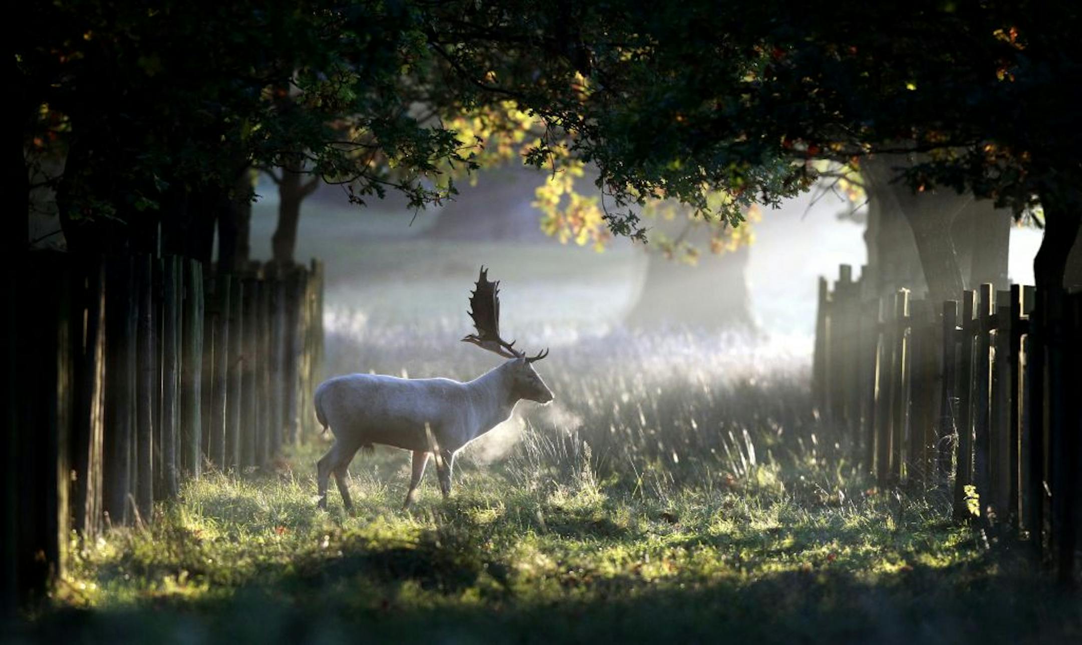 A lone stag walks through the early morning sunshine at Dunham Massey in Altrincham, north western England, Sunday Oct. 14, 2012.
