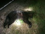 A bear lost its battle with a Volkswagen Jetta along a dark road in Lino Lakes Monday night.