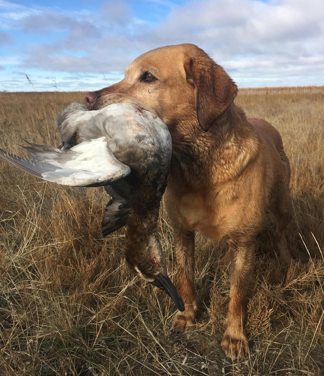 Manitoba is likely to limit the number of U.S. waterfowlers — meaning, primarily, Minnesotans and their retrievers — who can hunt in the province.