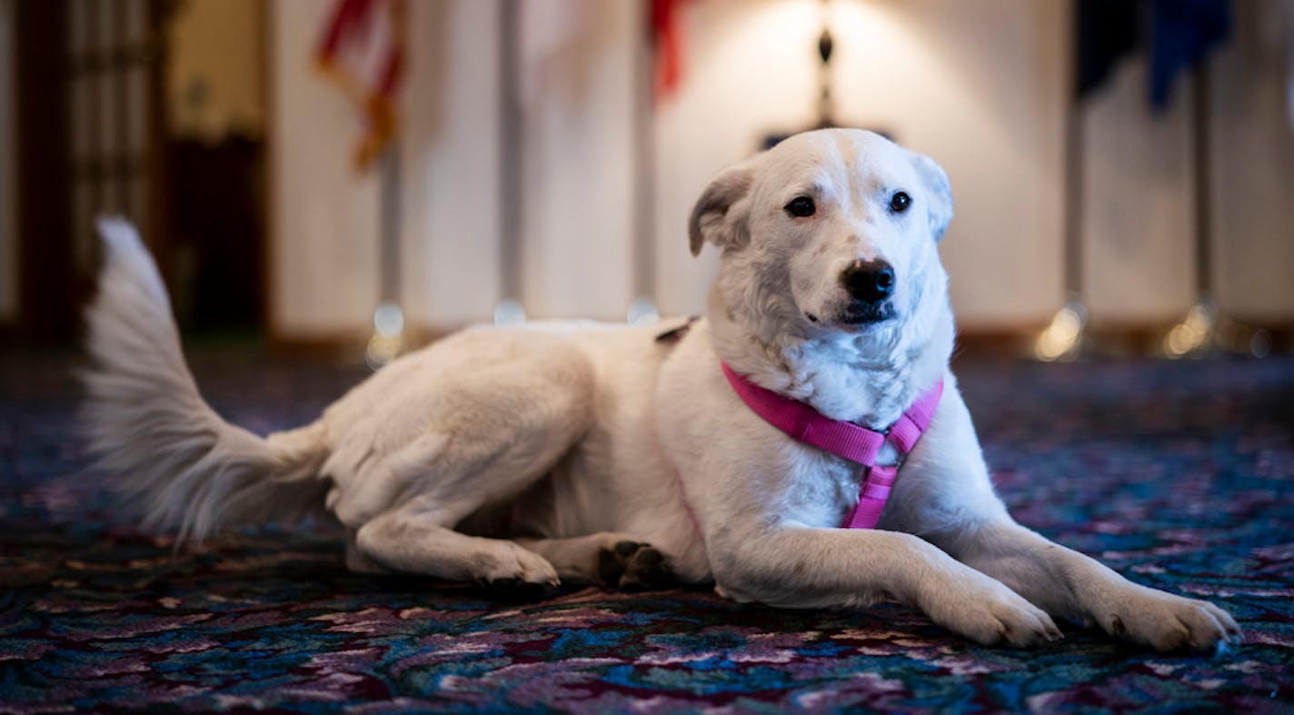 Jackie, a 15-month-old Labrador retriever mix, is a therapy dog in training at Gearhart Funeral Home in Coon Rapids.