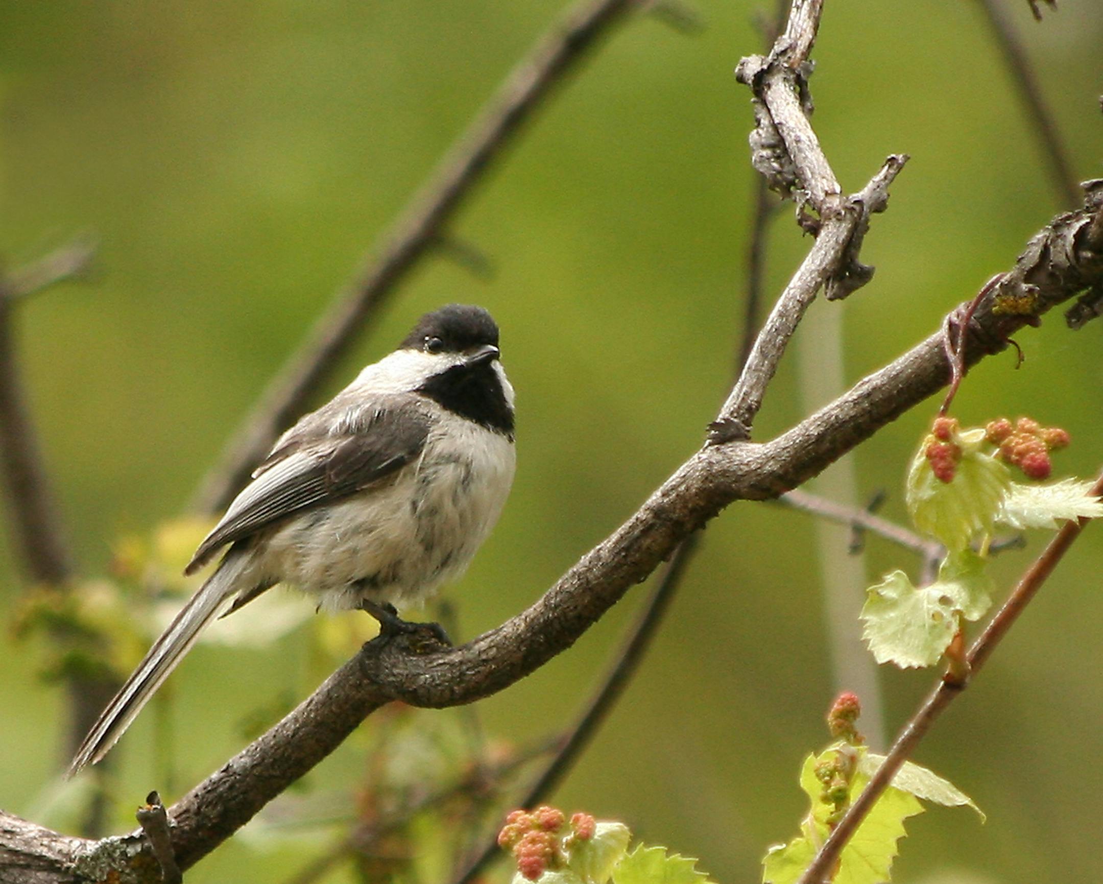 Black-Capped Chickadee, a photo by Maggi Keith