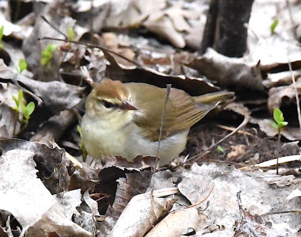 A Swainson’s warbler, never before seen in Minnesota, has been spotted in an Edina park. 