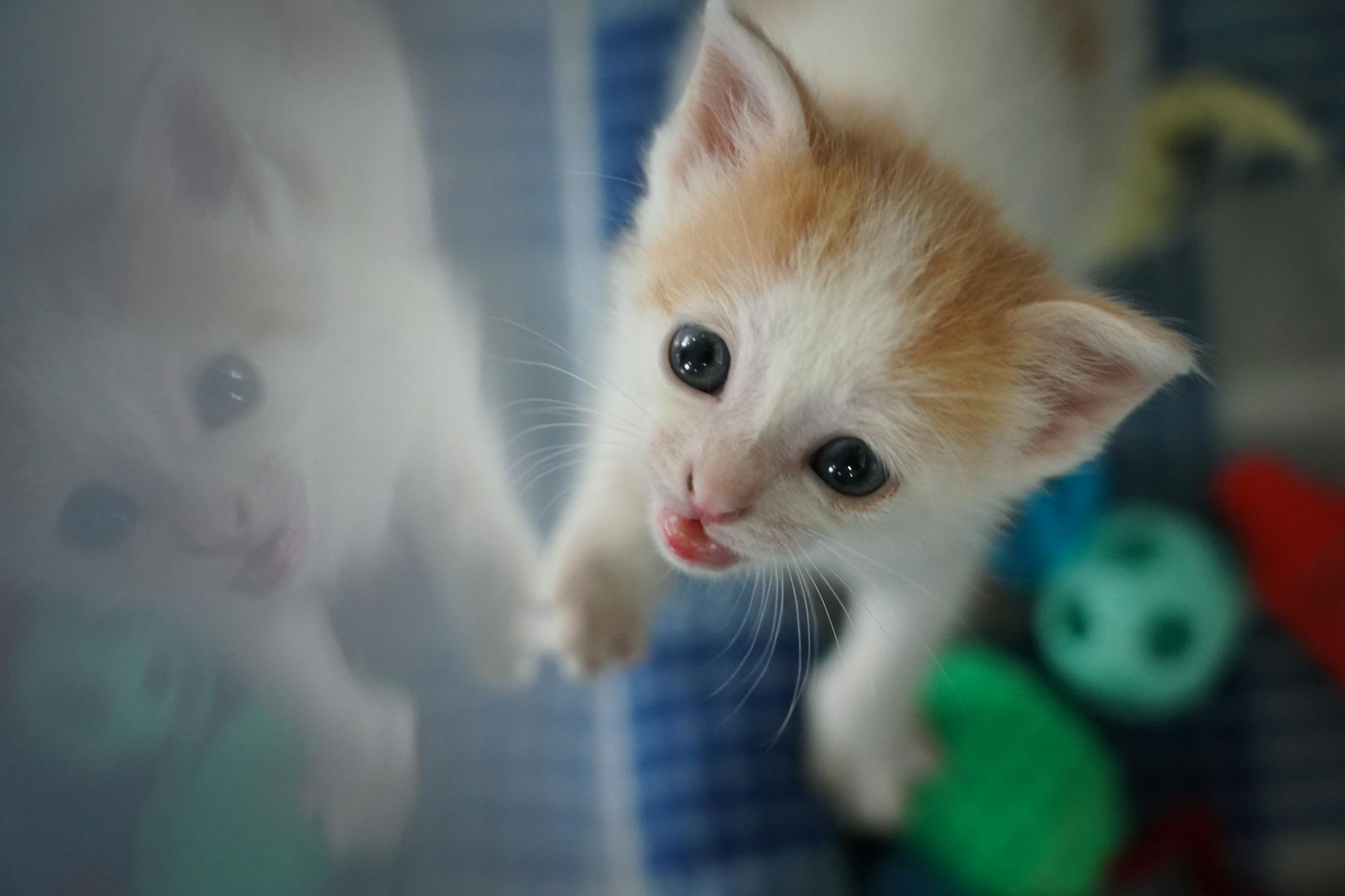 The reflection of a kitten in the care of the Bitty Kitty Brigade could be seen as it looked upward from inside its container.