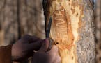 Rob Venette, director of Minnesota Invasive Terrestrial Plants and Pests Center at the University of Minnesota, strips a tree's bark, revealing signs 