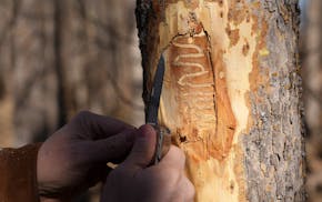 Rob Venette, director of Minnesota Invasive Terrestrial Plants and Pests Center at the University of Minnesota, strips a tree's bark, revealing signs