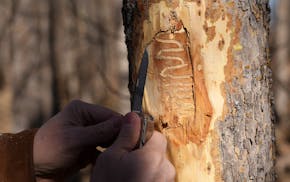 Rob Venette, director of Minnesota Invasive Terrestrial Plants and Pests Center at the University of Minnesota, strips a tree's bark, revealing signs 